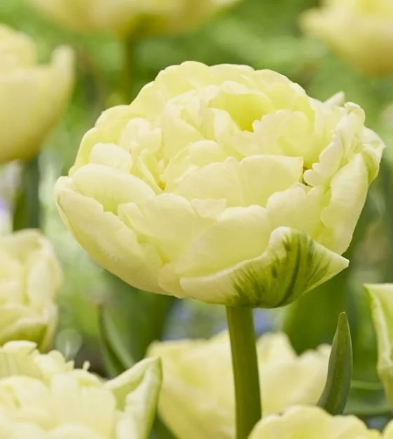 tulip-avantgarde1-w.jpg