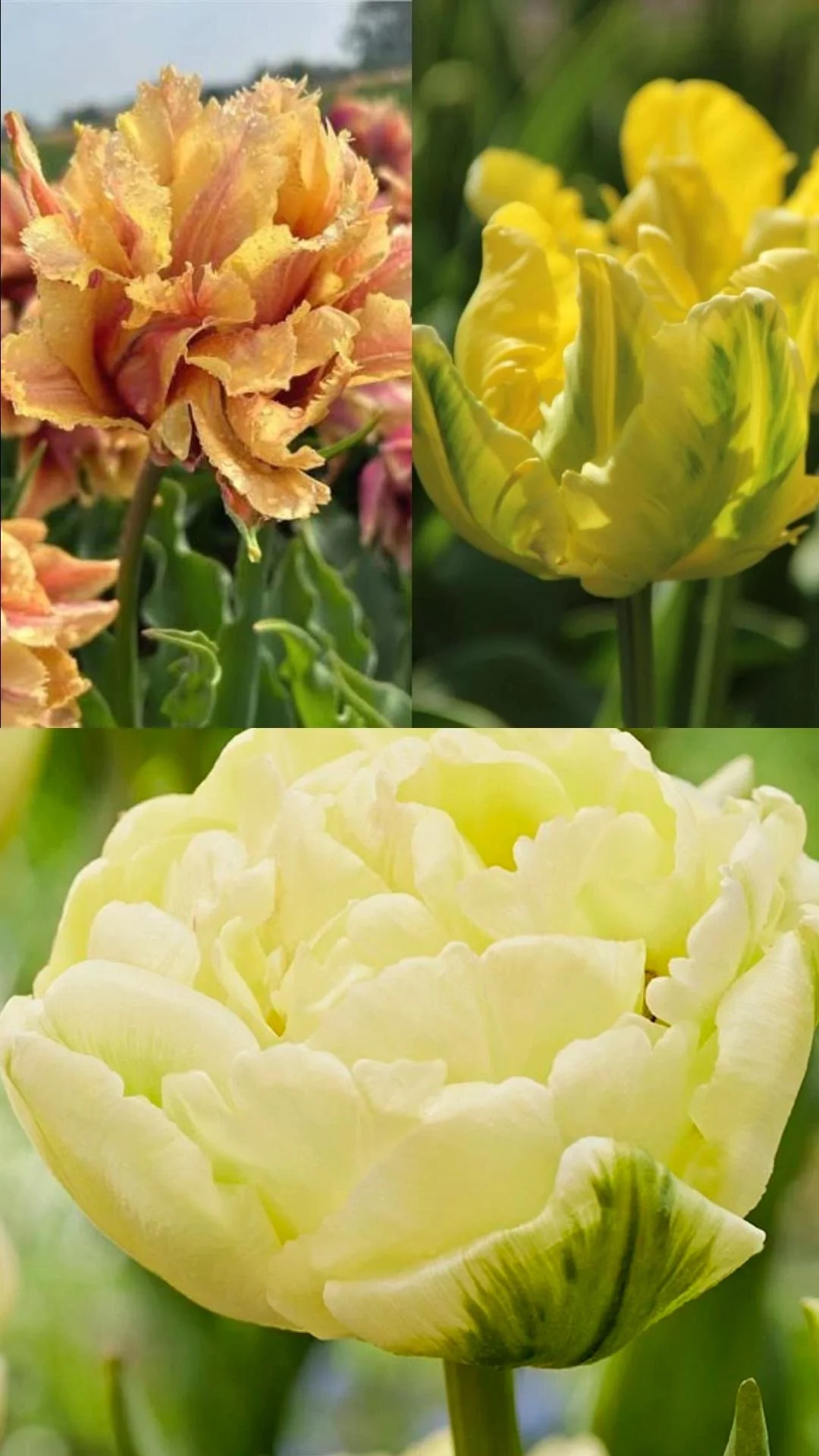 Yellow Specialty Tulip Bundle
