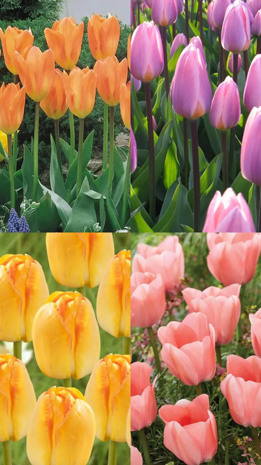 Perennial Tulip Mix