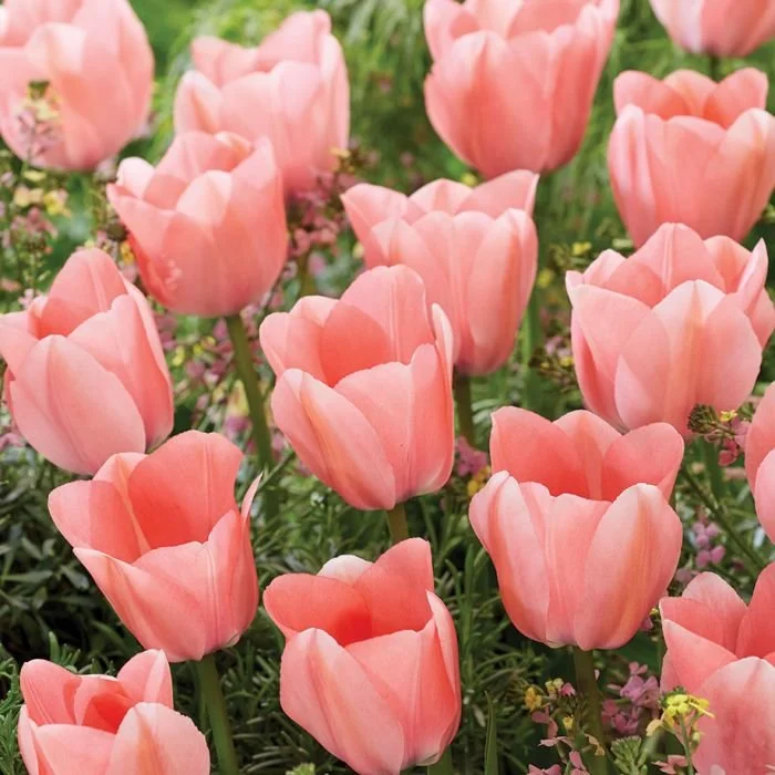 76313-76313-image-76313_bella-blush.jpg