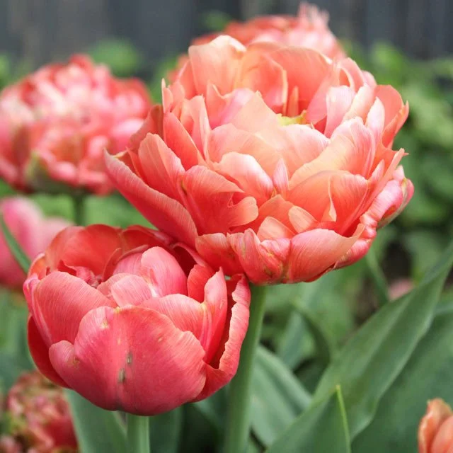 CopperImageDoubleEarlyTulip.jpg
