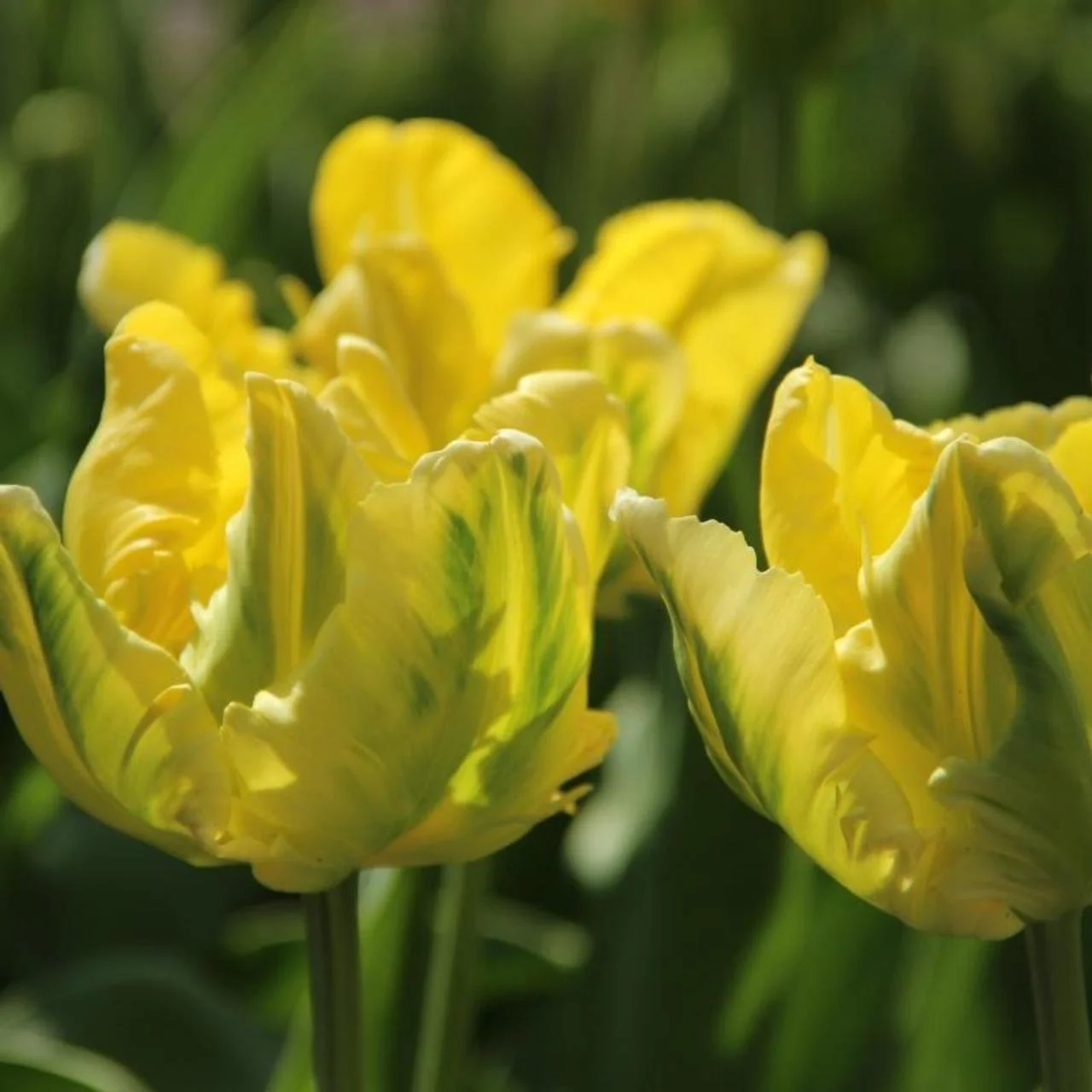 tulipa-yellow-madonna.jpeg