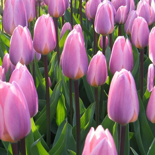 LightandDreamyDarwinHybridTulip3.jpg