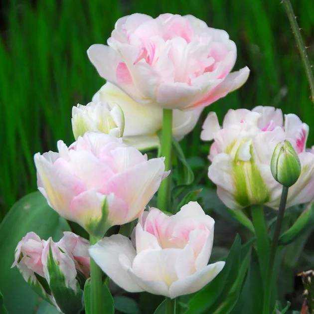 TulipAngelique2.jpg