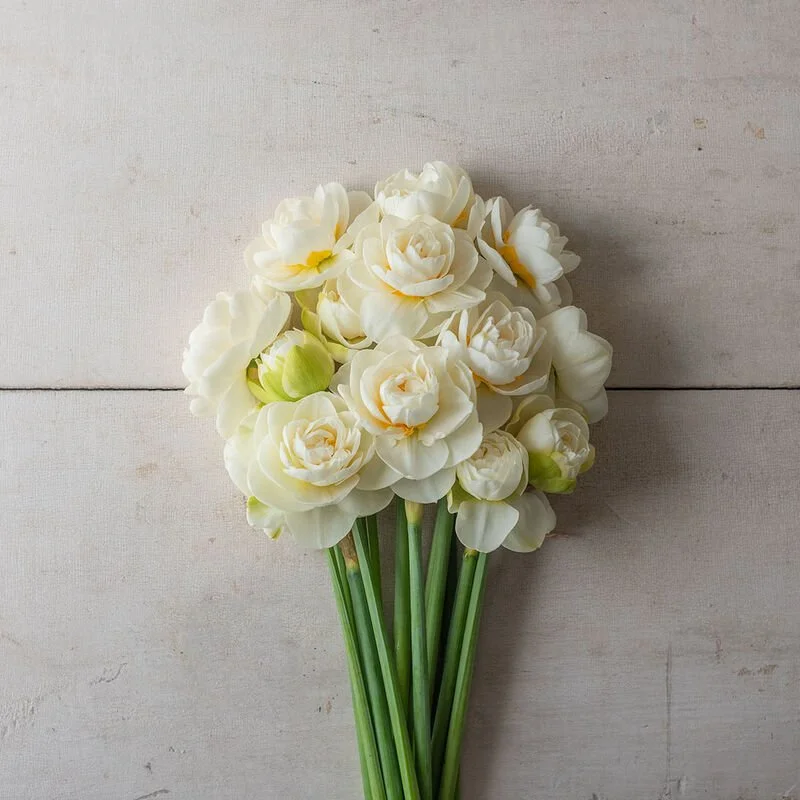 Gay Tabor Daffodil