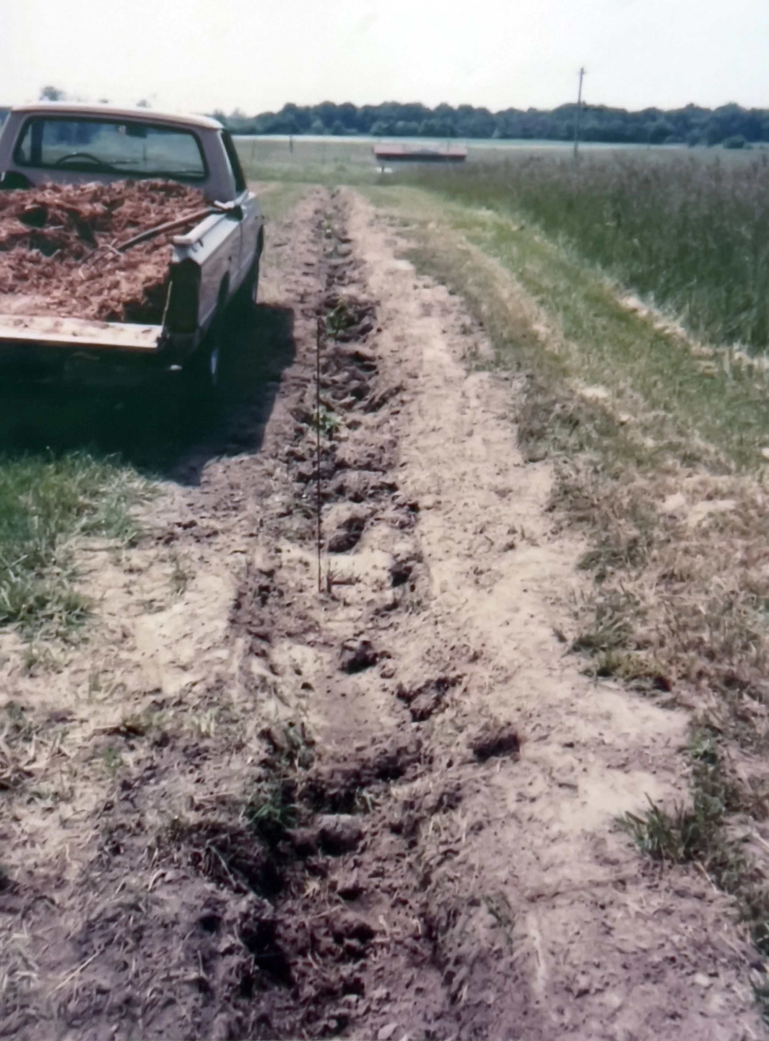 Early grape planting.jpg