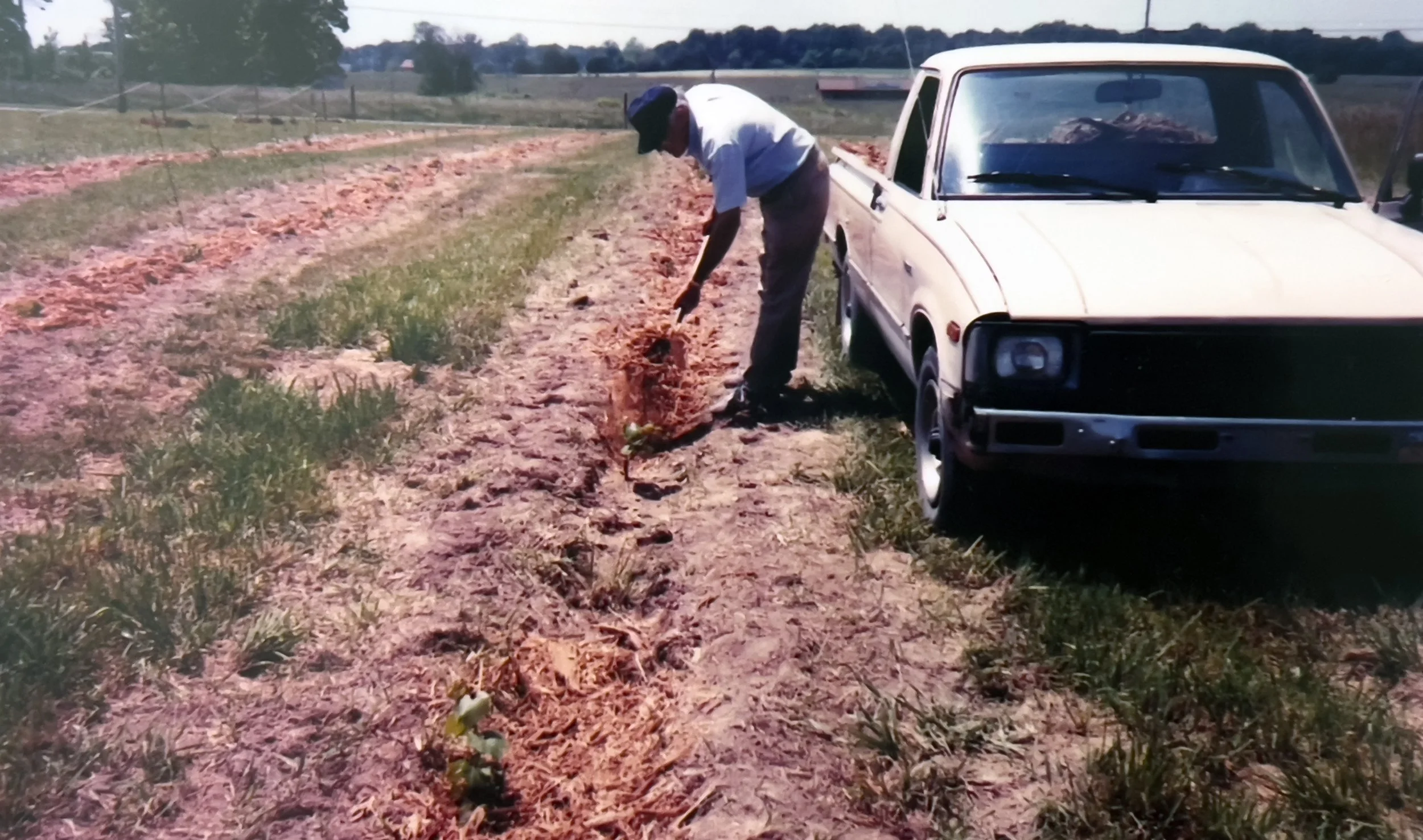 Fay Wheeler planting grape vines.jpg