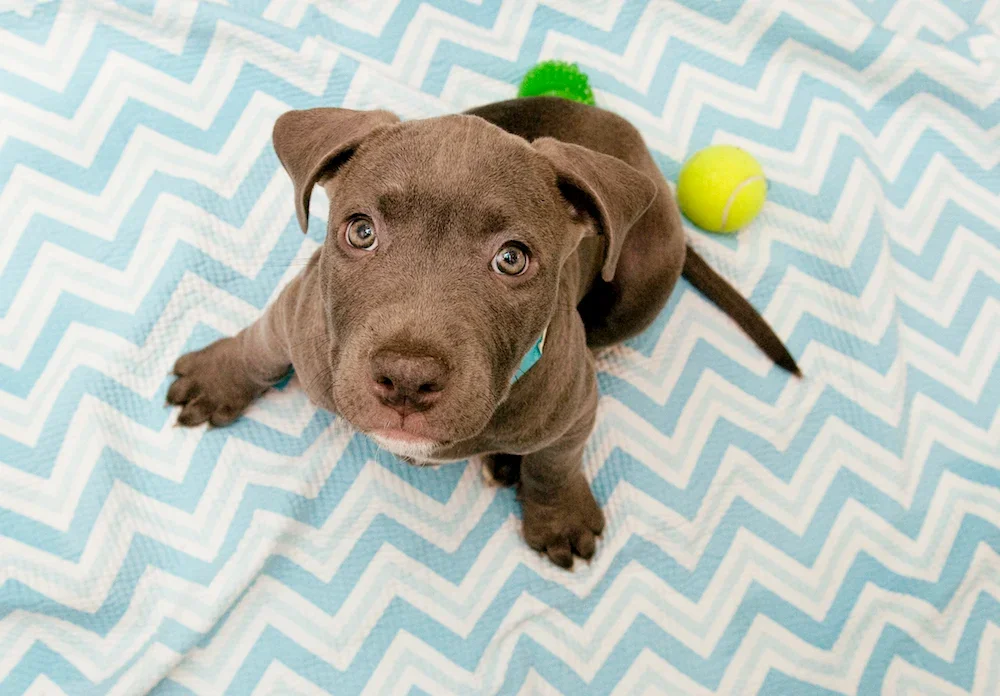 HUMANE RESCUE ALLIANCE