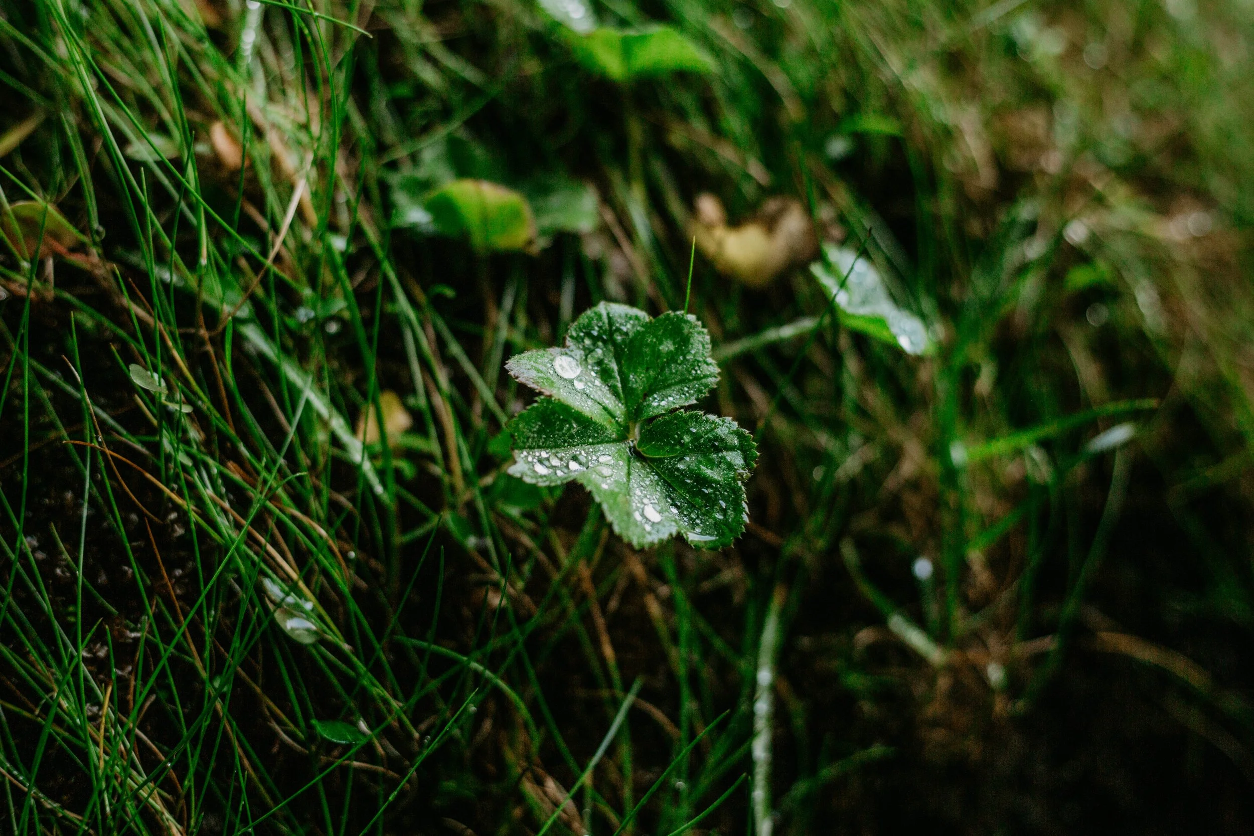 Guided Breathwork Audio (digital bundle)