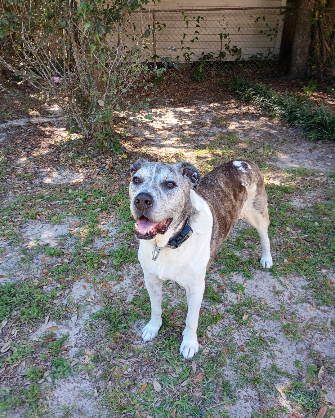 Dog outside inspiration for name of business.