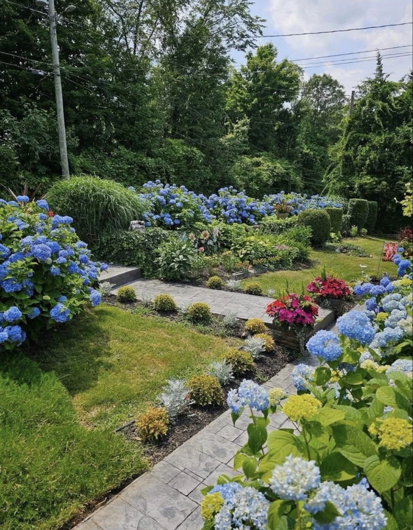 A lush garden with blooming blue hydrangeas, pink flowers, green grass, and a stone pathway surrounded by various plants and shrubs.