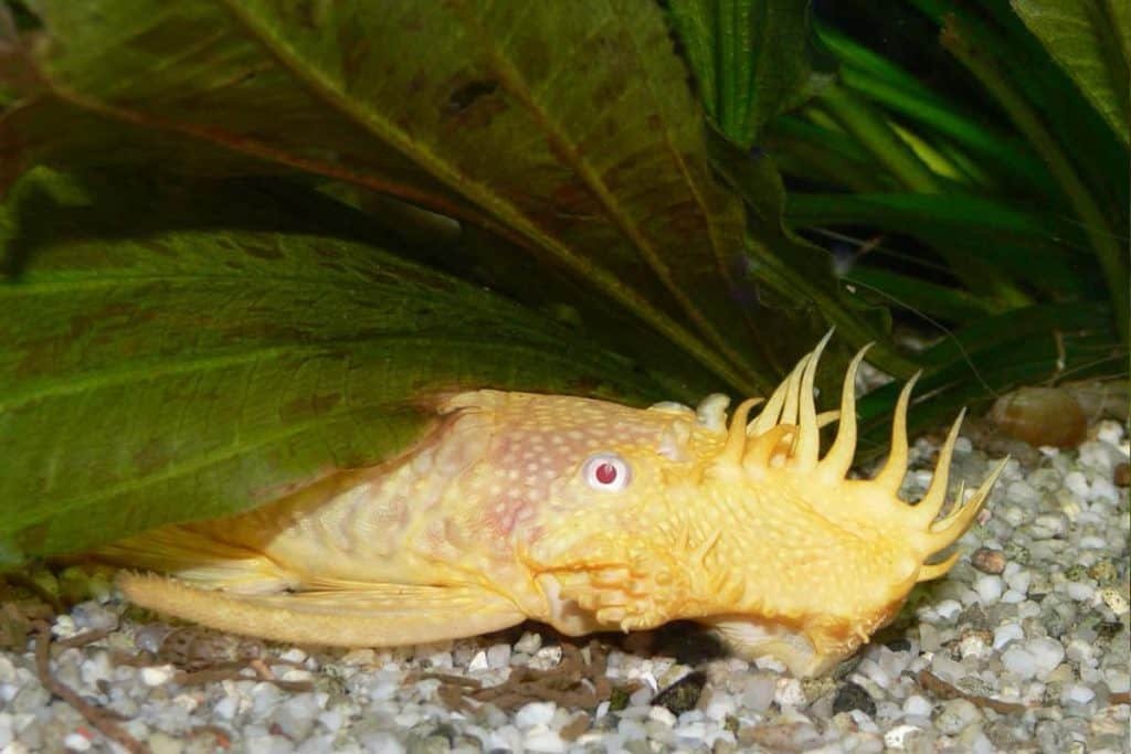 A yellow and orange fish with spines on its back resting on a pebbled ocean floor beneath green plants.