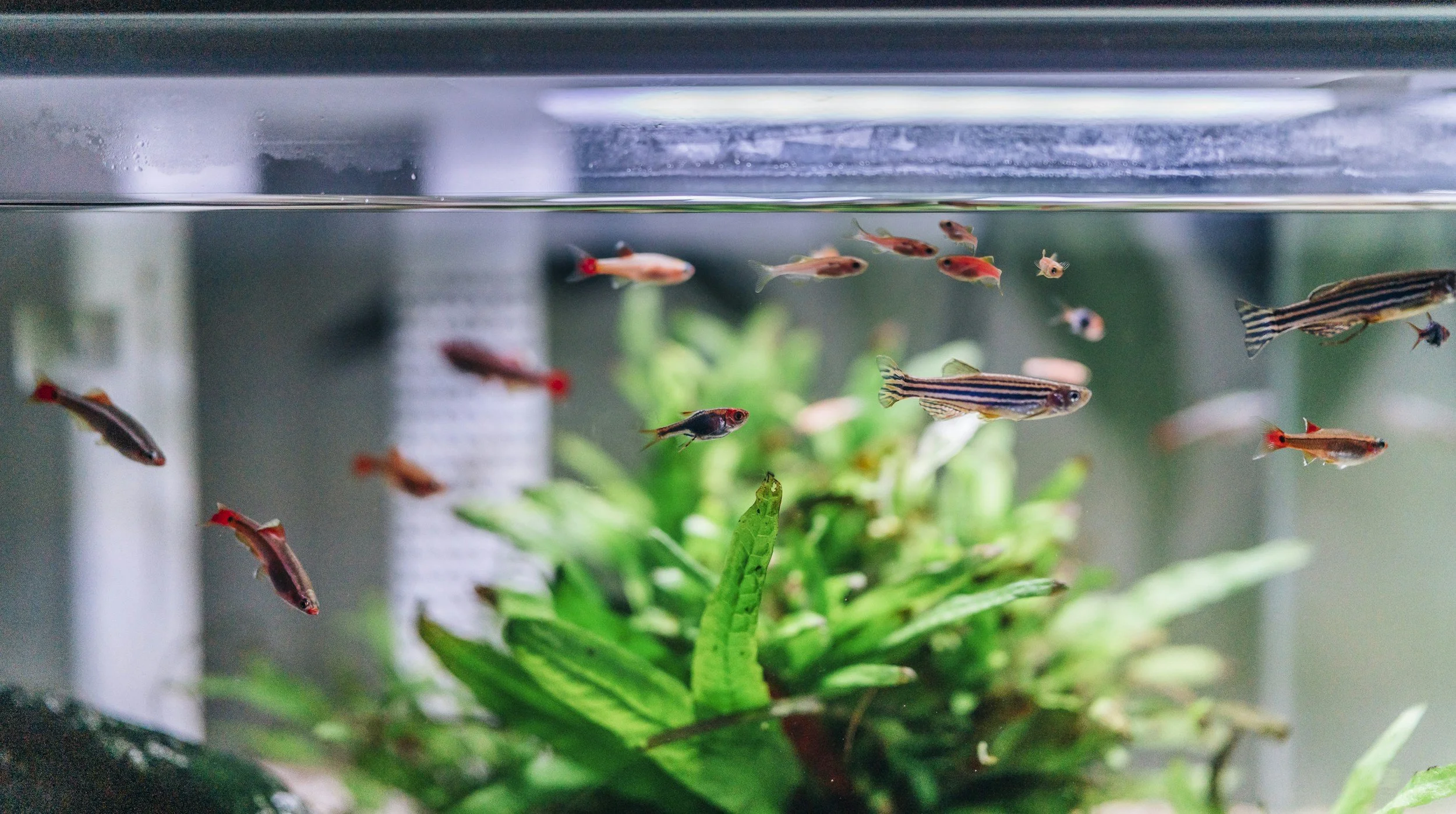 Aquarium with small colorful fish swimming above green aquatic plants.