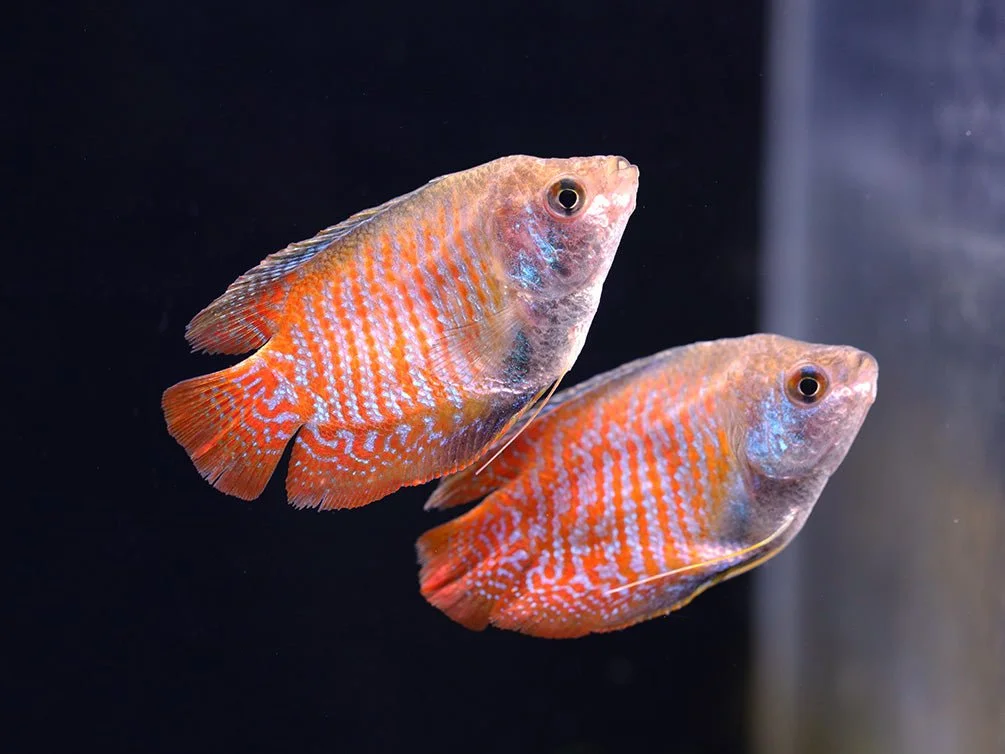 Two orange and blue striped fish swimming in dark water.