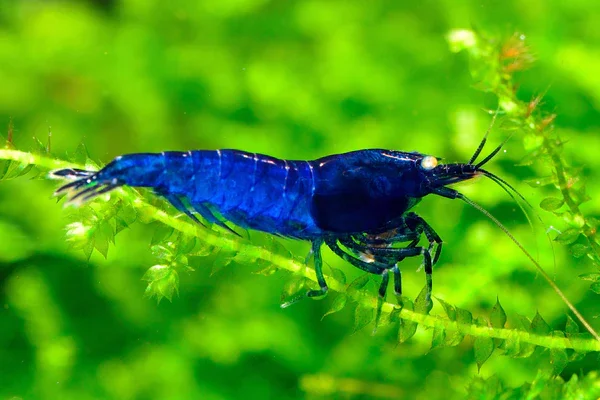 Close-up of a blue shrimp on green aquatic plants.