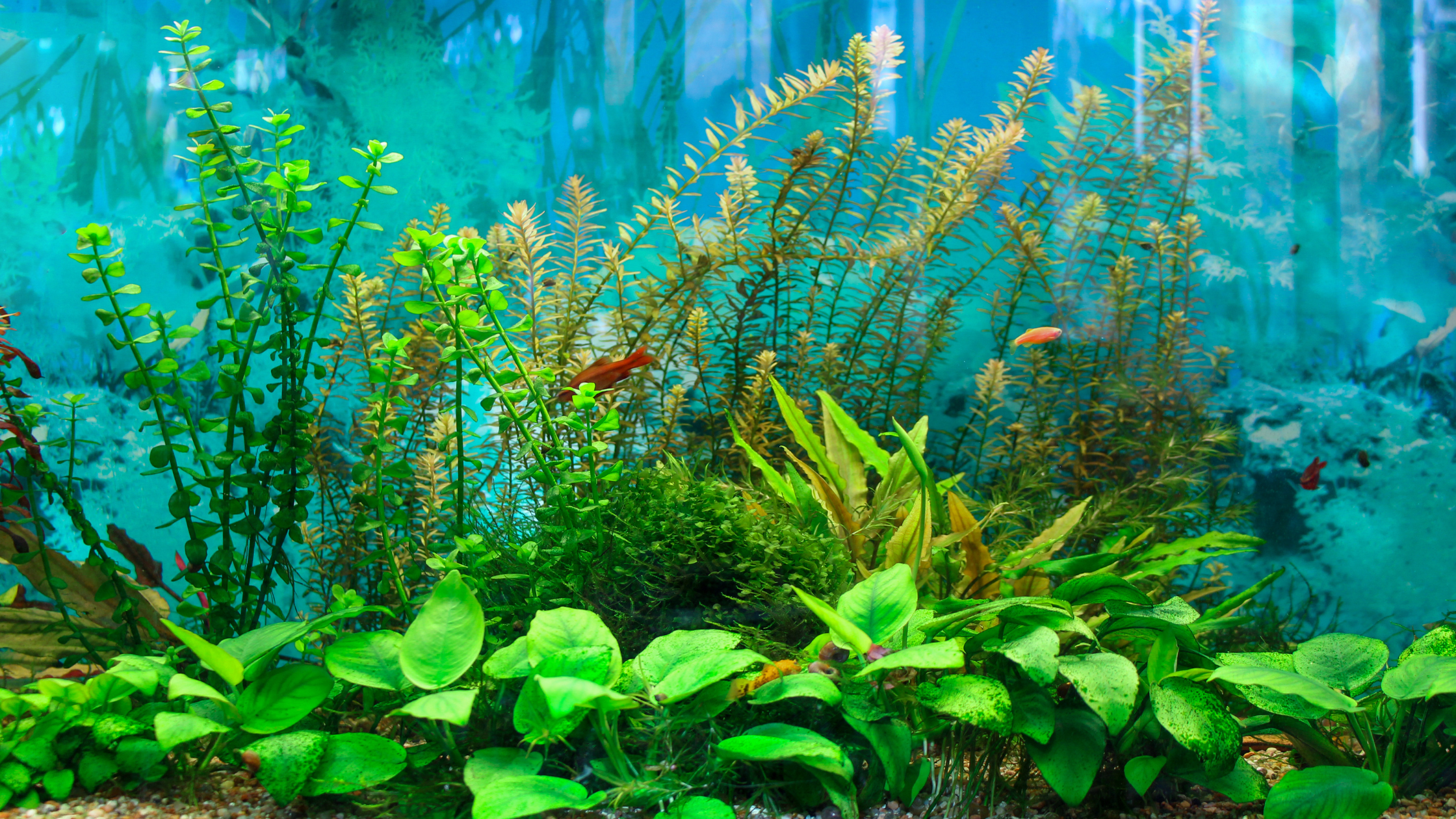 Aquarium with green aquatic plants, small fish, and a blue background.