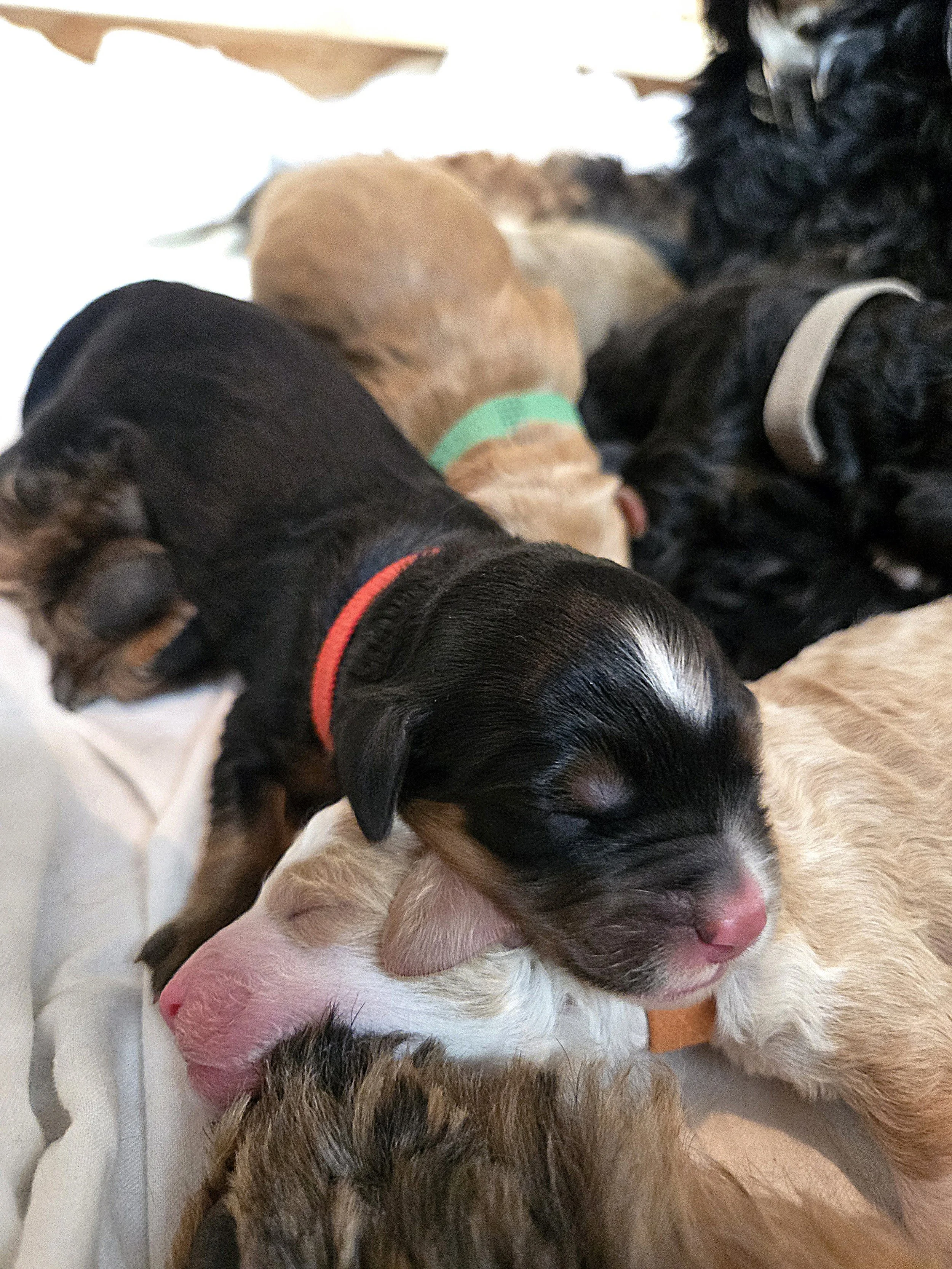 Located in Alberta, these bernedoodles are the ultimate doodle.  Calm of the Bernese Mountain Dog, smarts of the poodle is doodle bliss