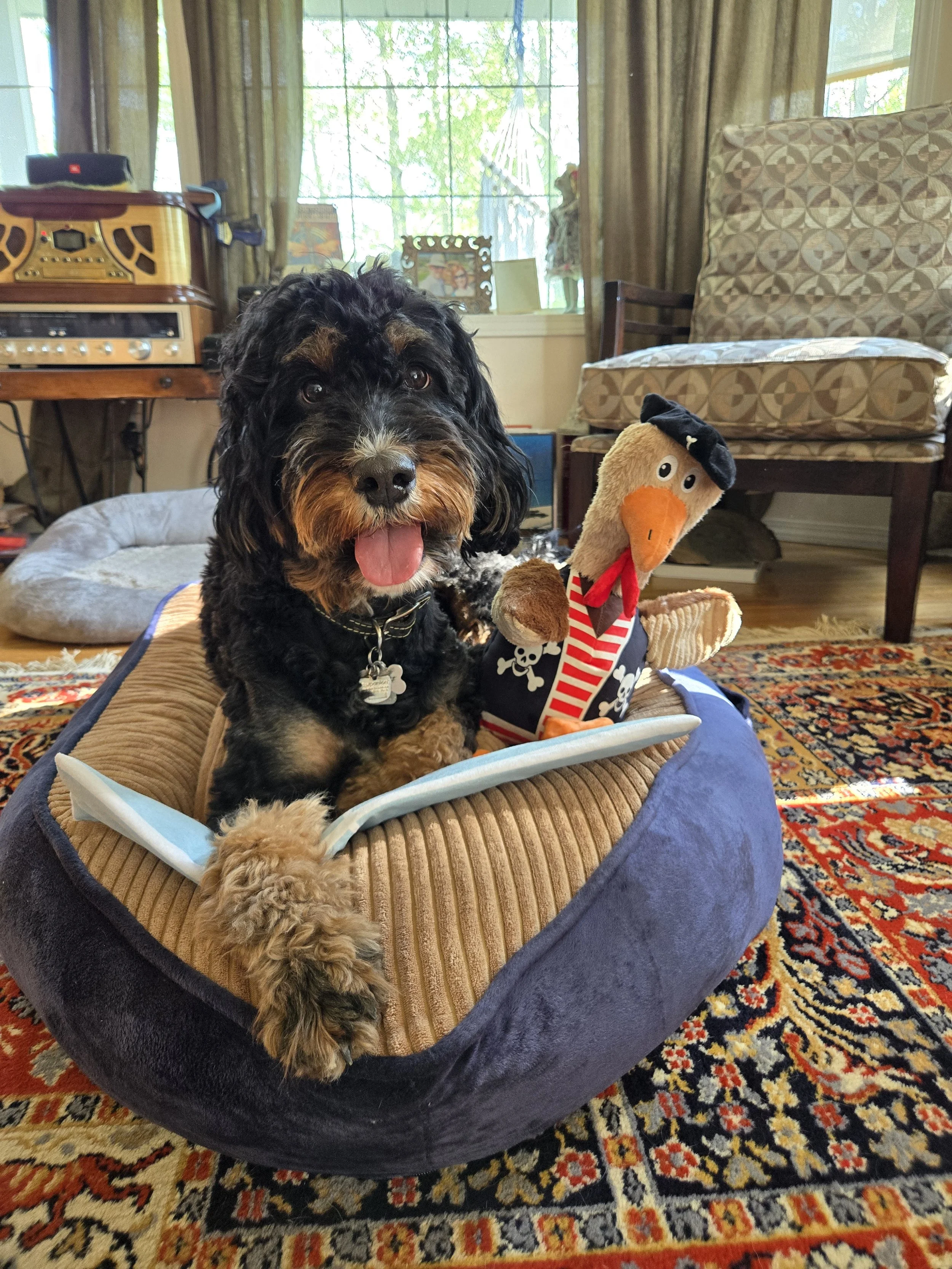 A black and tan bernedoodle dog with curly fur sitting in a plush dog bed, with its tongue out. There is a stuffed turkey toy dressed as a pirate beside the dog. The background shows a living room with furniture, a window, and a colorful area rug.