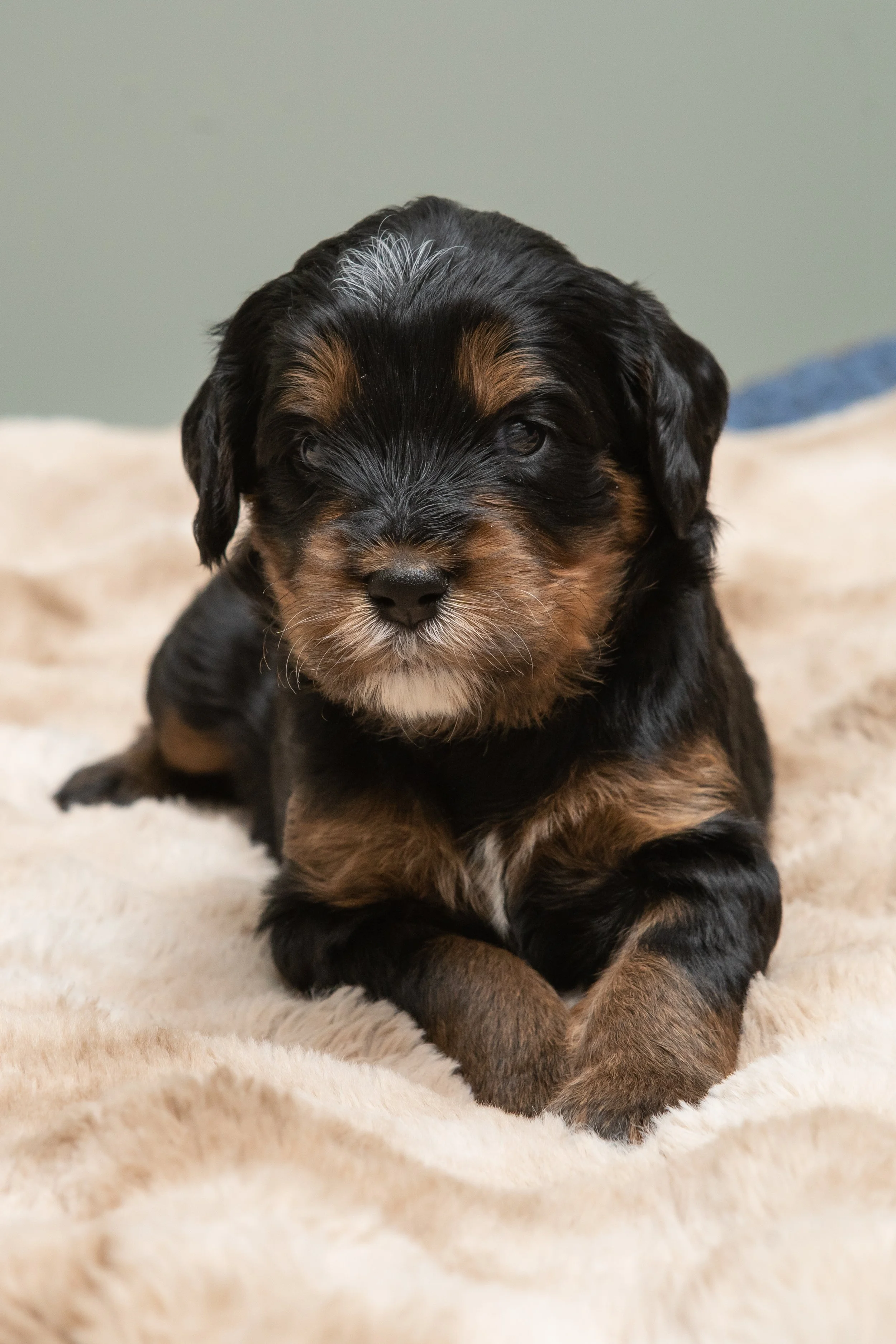 J30 26-17blue bernedoodle.jpg