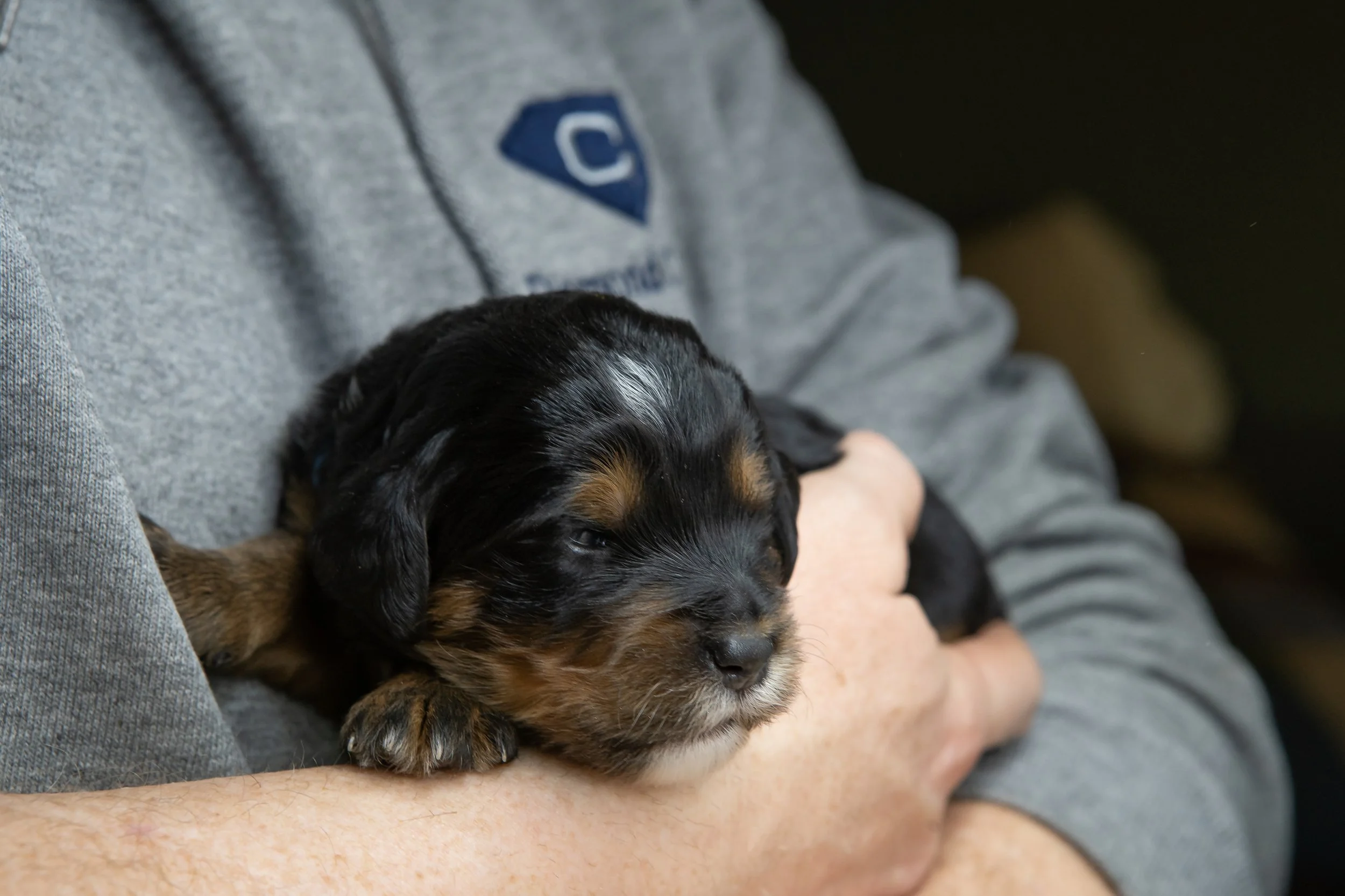 J19 26-4blue bernedoodle.jpg