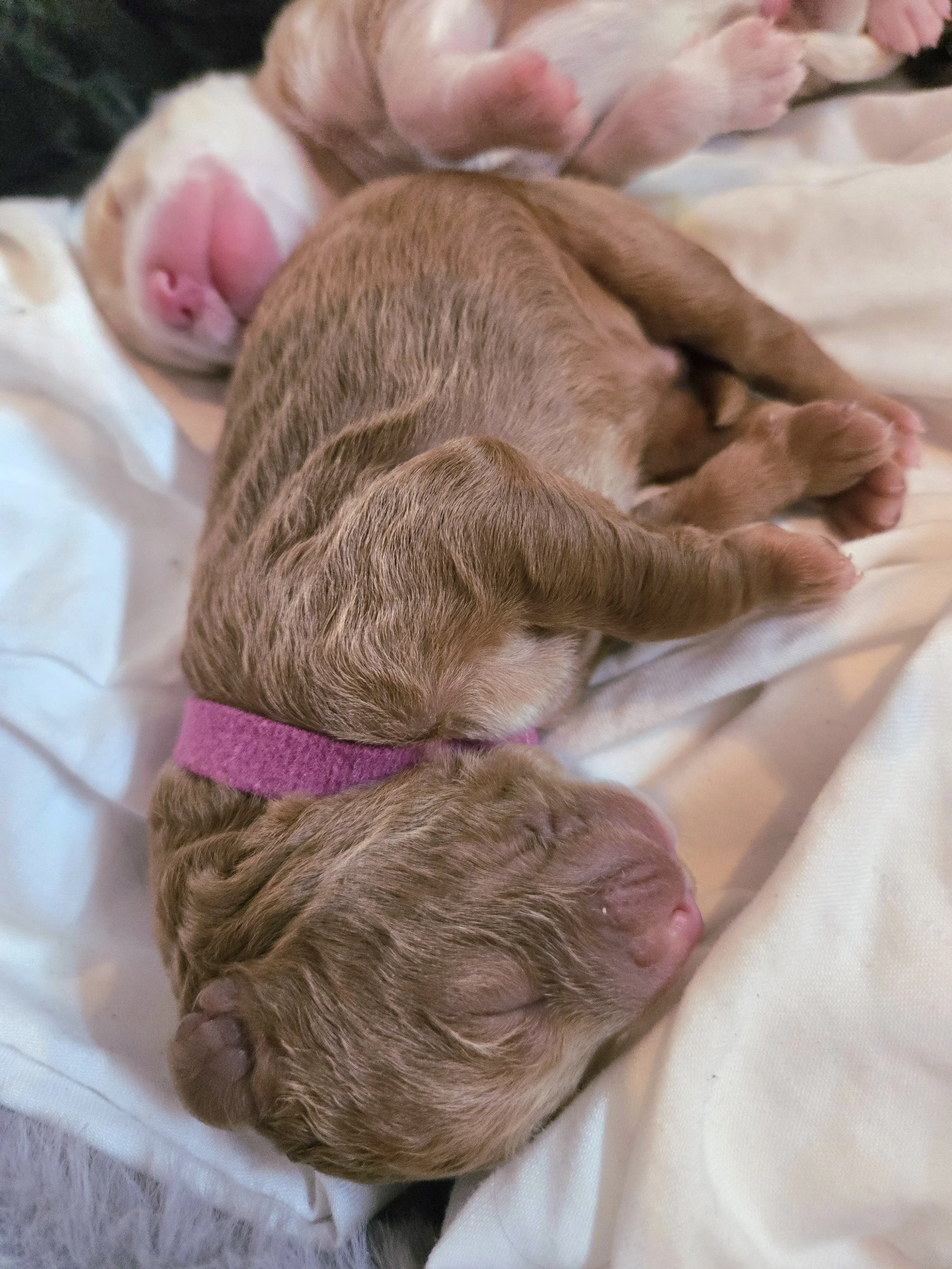Three newborn bernedoodle puppies sleeping on a white blanket, one with a pink collar, all curled up and relaxed.