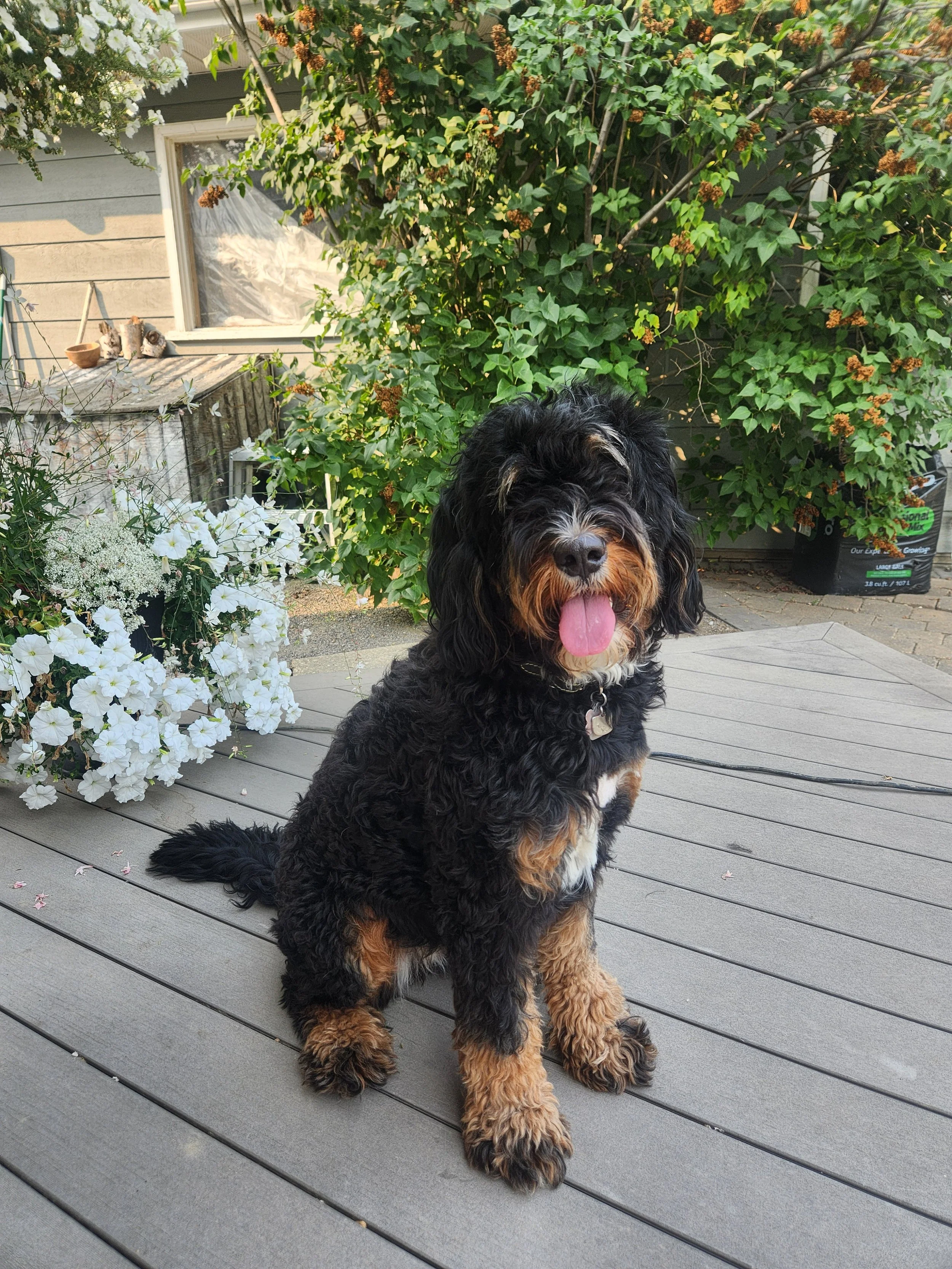 A black and tan curly-haired bernedoodle dog sitting on a wooden deck outdoors with green leafy plants and white flowers in the background.