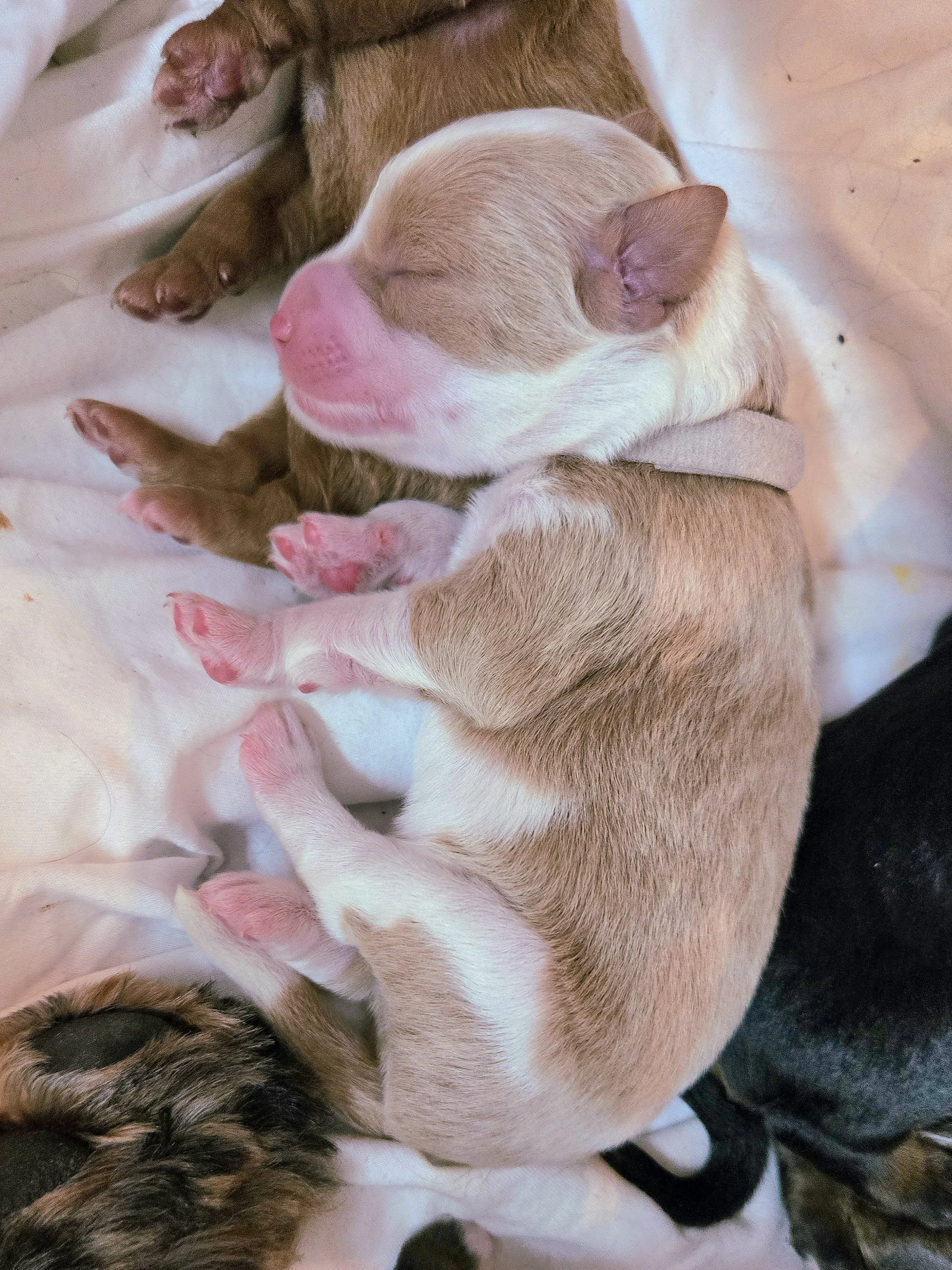 Three bernedoodle puppies sleeping closely together on a soft surface, with one tan and white puppy prominently visible in the center.