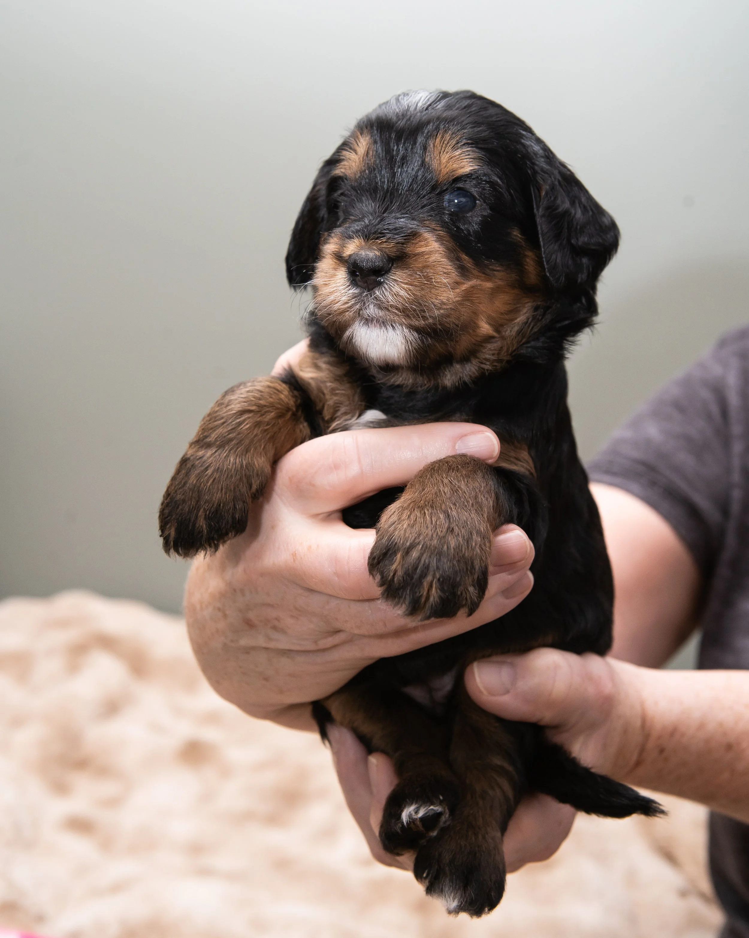J30 26-10 blue bernedoodle.jpg