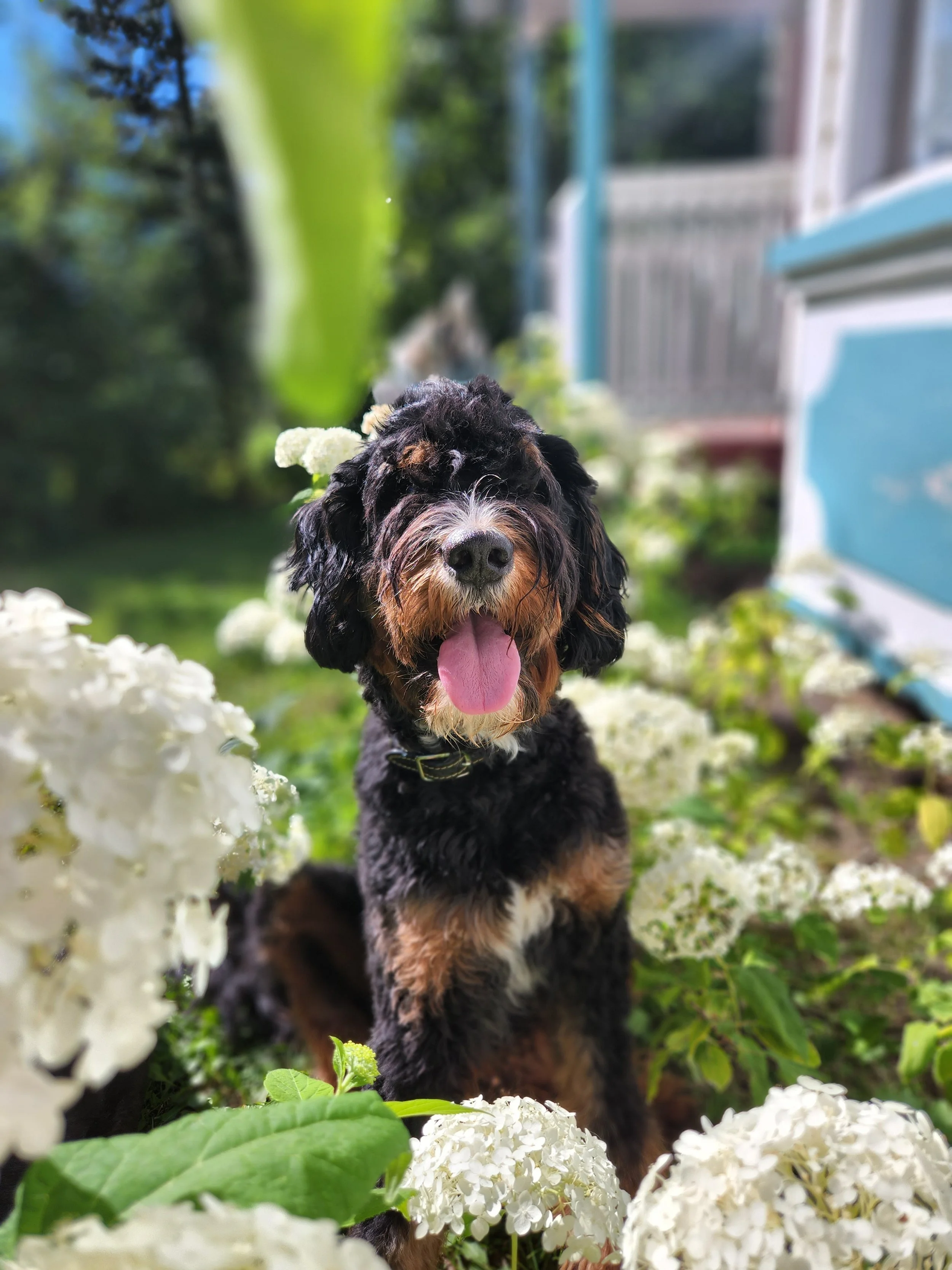 A black and brown fluffy bernedoodle dog with its tongue out sitting among white flowers in a garden.