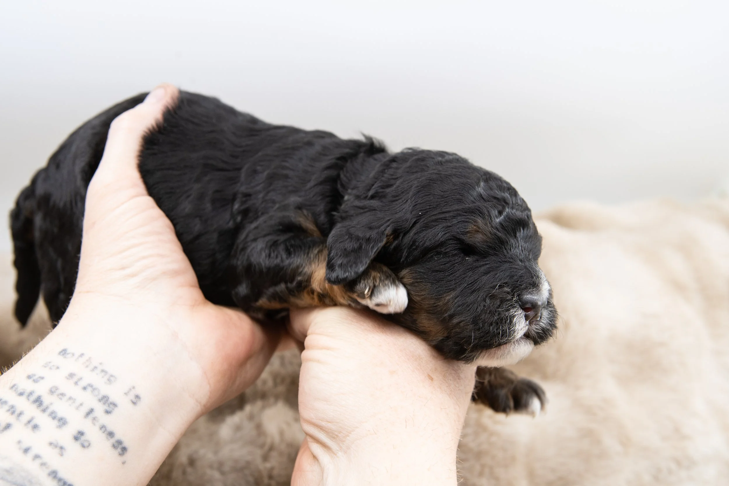 Alberta Bernedoodle Birdees Bernedoodles.  White paws, chest and chin.  Phantom markings