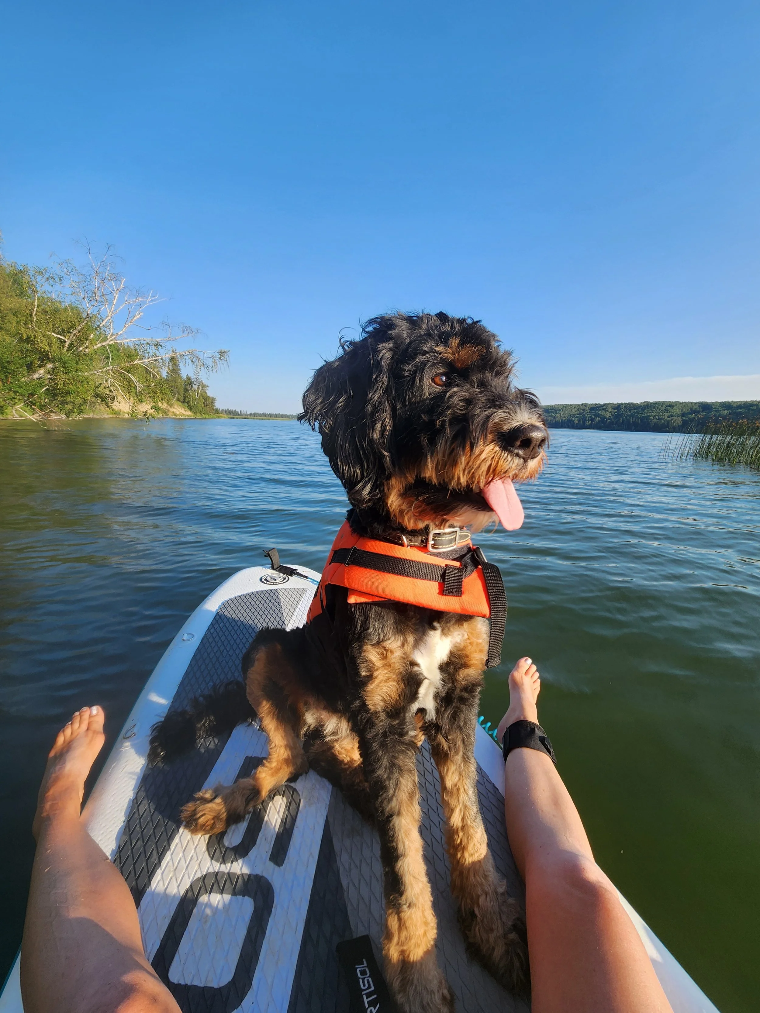 A black and brown bernedoodle dog wearing an orange life jacket sitting on a paddleboard on a calm Alberta lake, Battle Lake, with trees in the background and a clear blue sky.