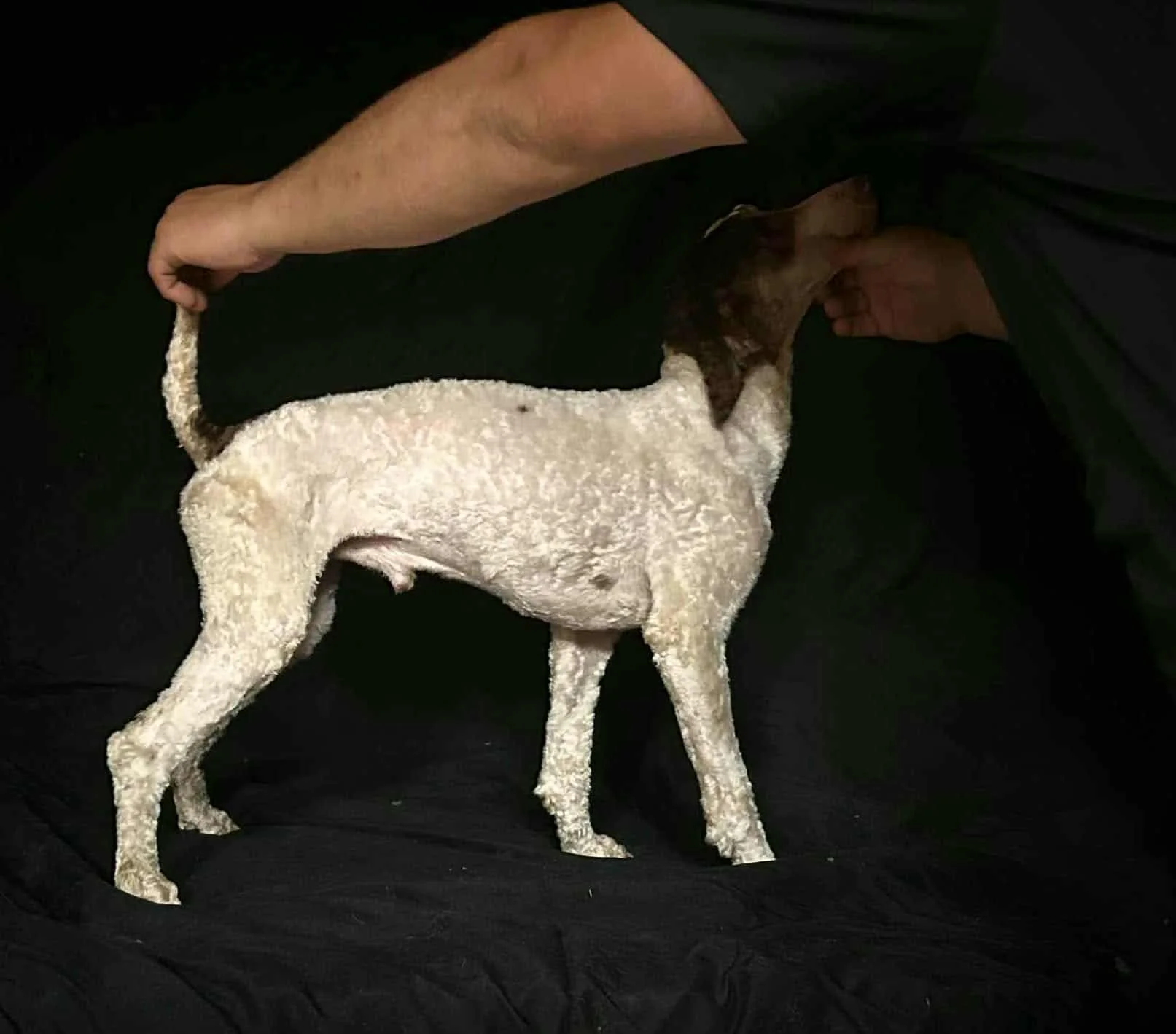 poodle sir, bernedoodle dam alberta bernedoodle puppies