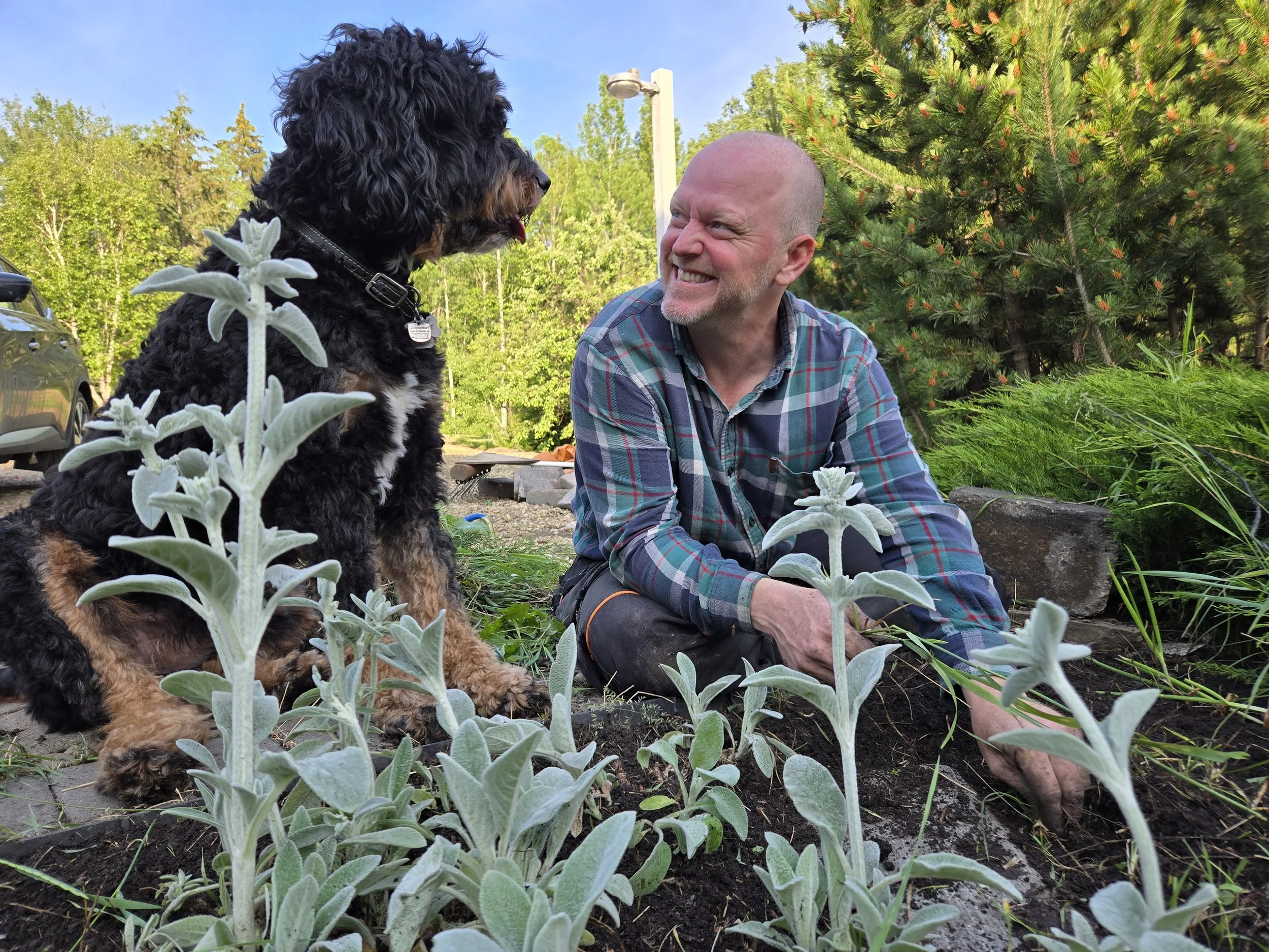 A man with a bald head and a beard, wearing a plaid shirt, smiling while gardening with his  Bernedoodle dog in an outdoor garden surrounded by green trees, plants, and a cloudy sky in Alberta.