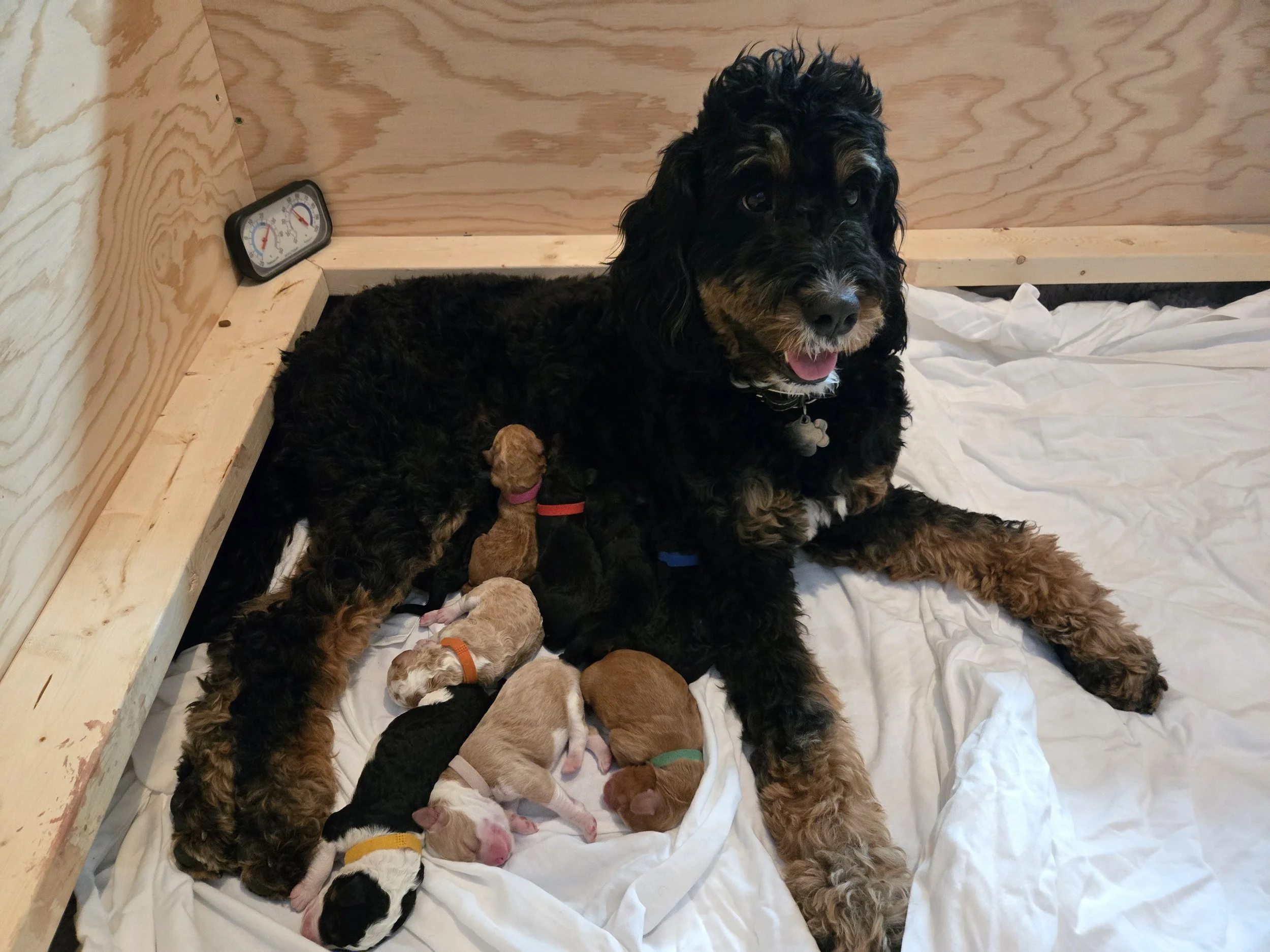 A large black and brown dog lying on a white sheet with seven tiny puppies nursing and resting around it in a wooden enclosure. There is a small thermometer mounted on the wooden wall.