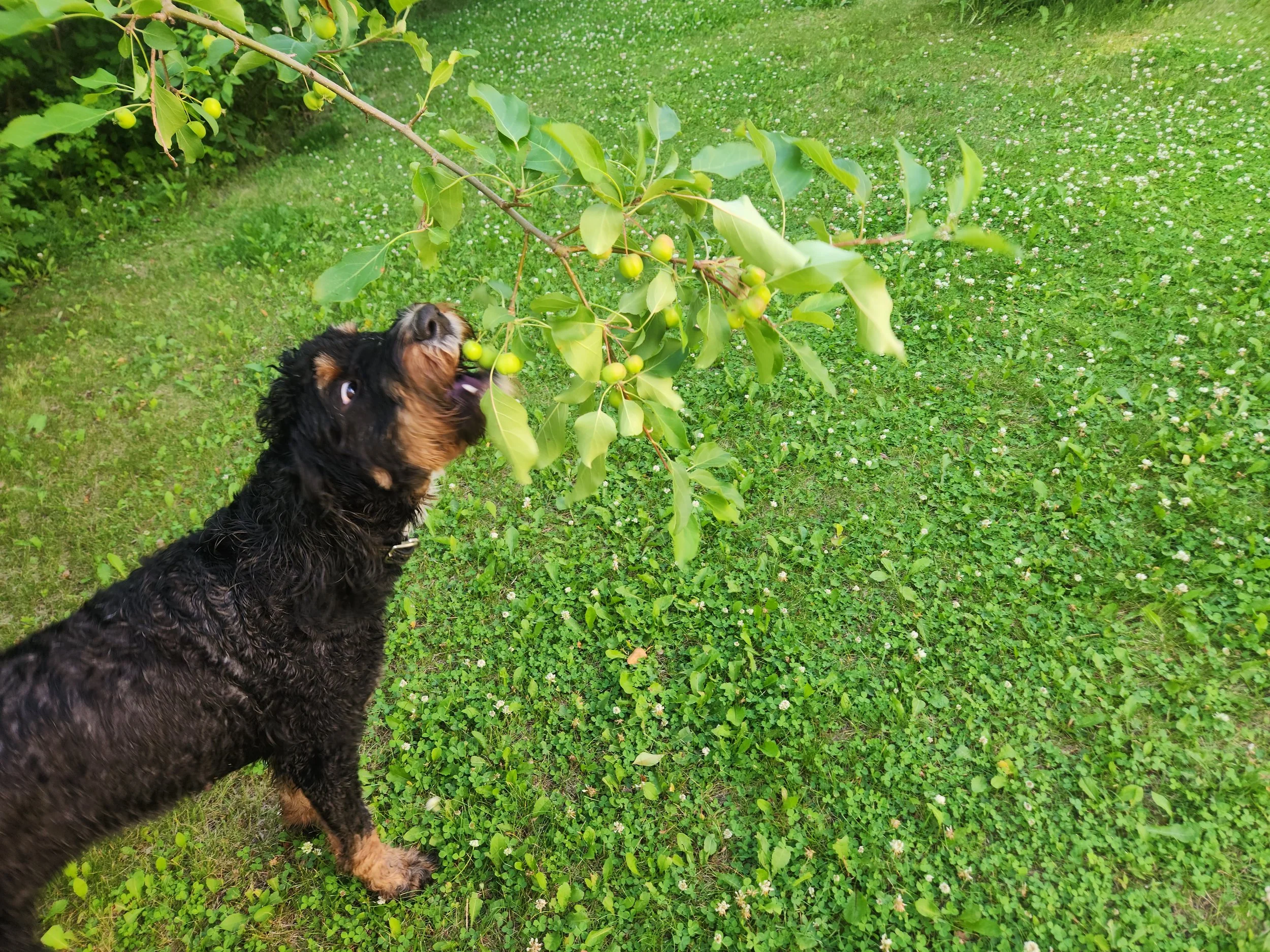 A black and brown curly-haired bernedoodle dog reaching up and sniffing at a branch of a tree with green leaves and small green berries, on a grassy lawn.