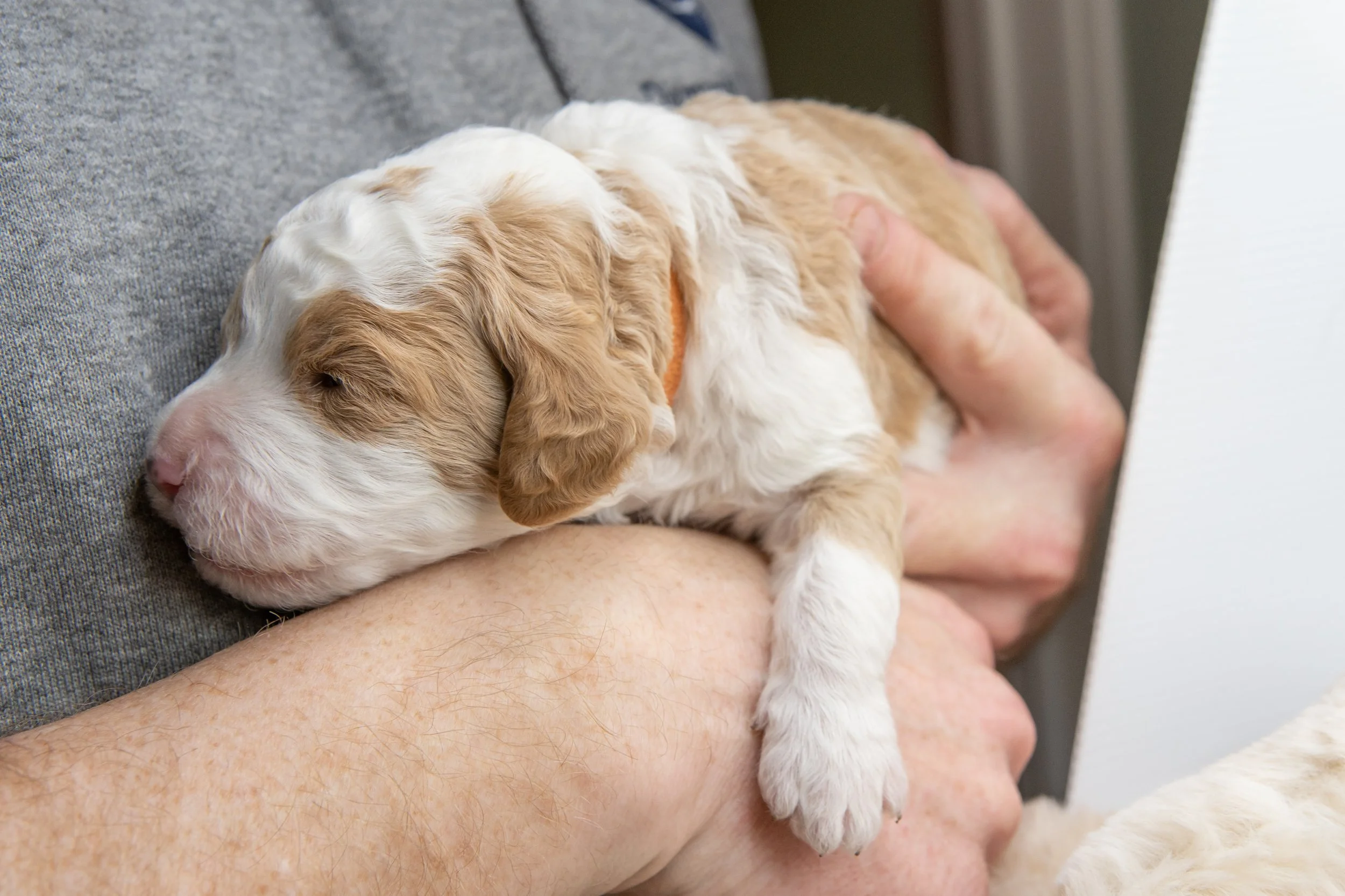 Alberta Bernedoodle apricot parti markings