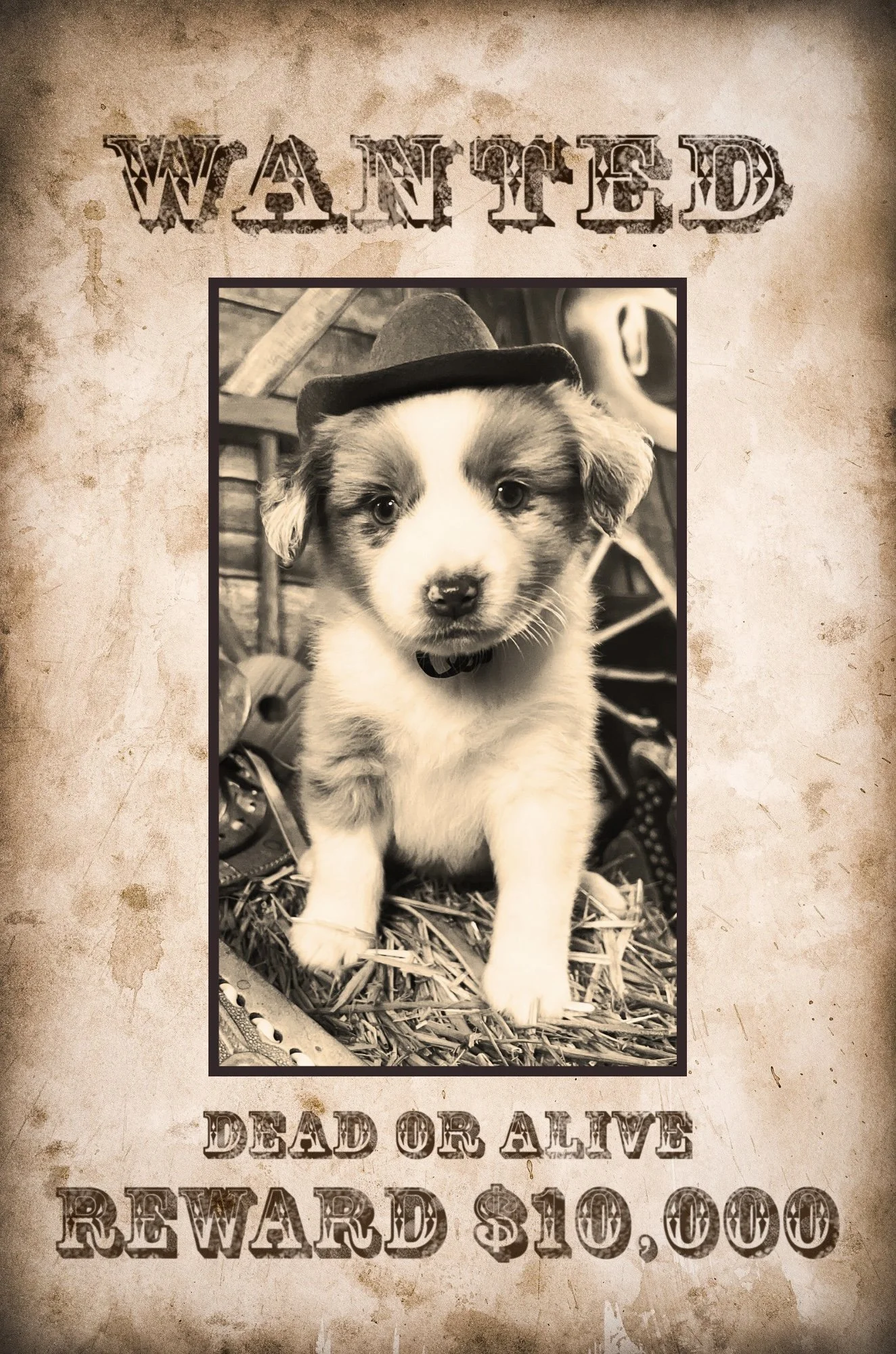 WANTED - 5.jpeg