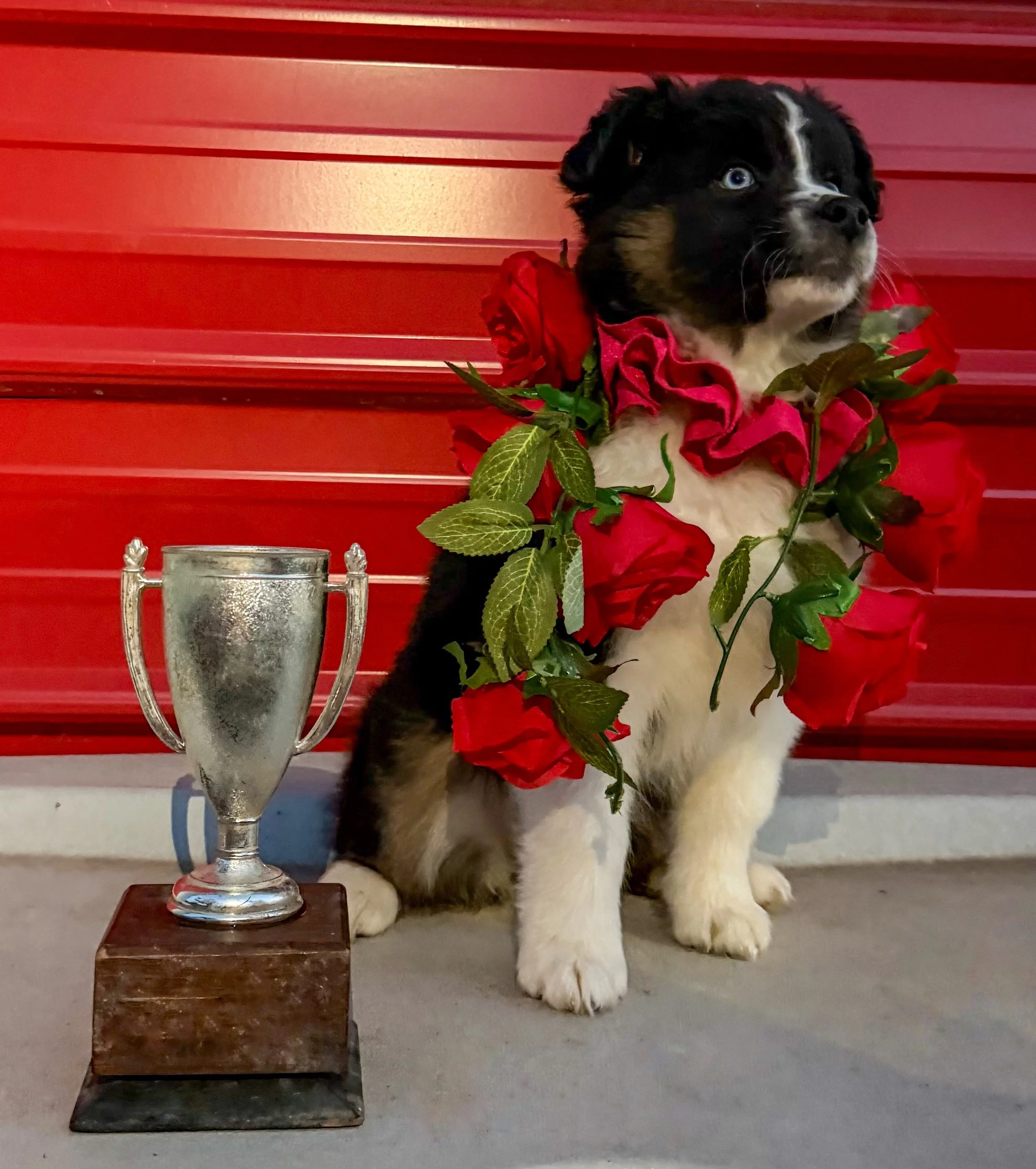 The winner of the Kenpuppy Oaks!