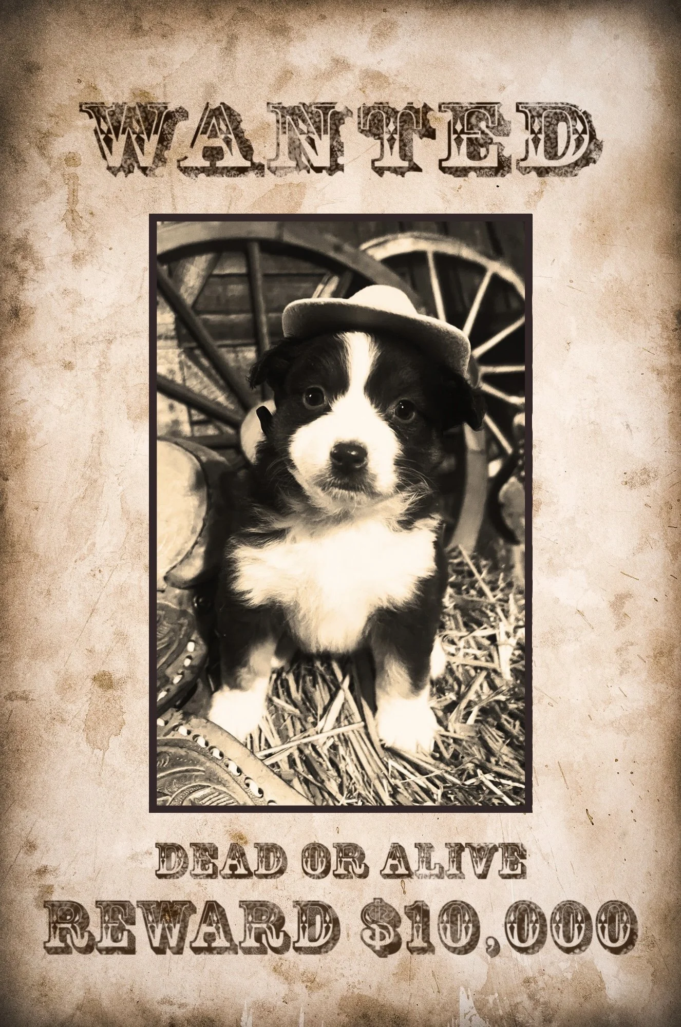 WANTED - 4.jpeg