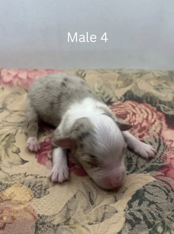 Blue Merle Female - 17.jpeg