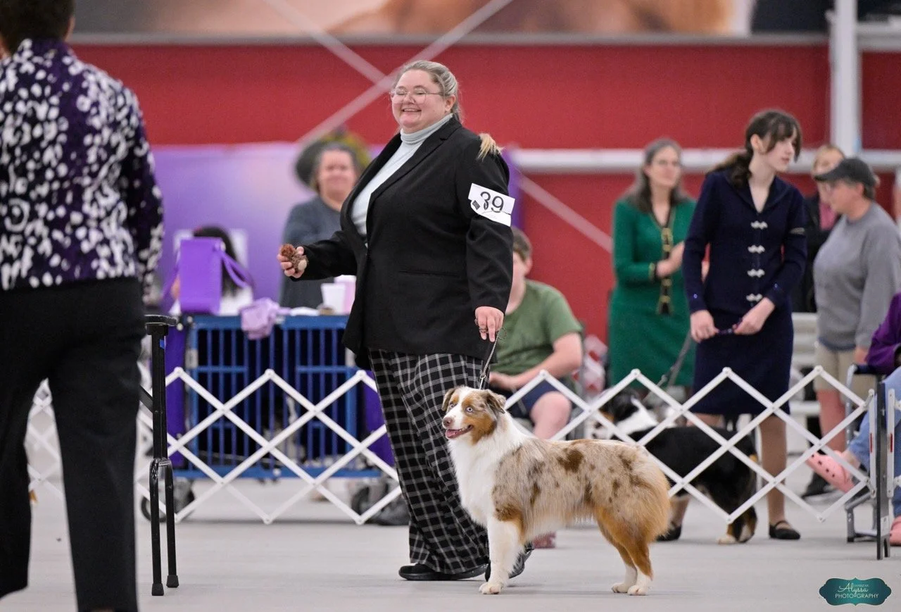 Ringside photos from the Great Lakes MAS Club Specialty + the moment he won Winner’s Dog!