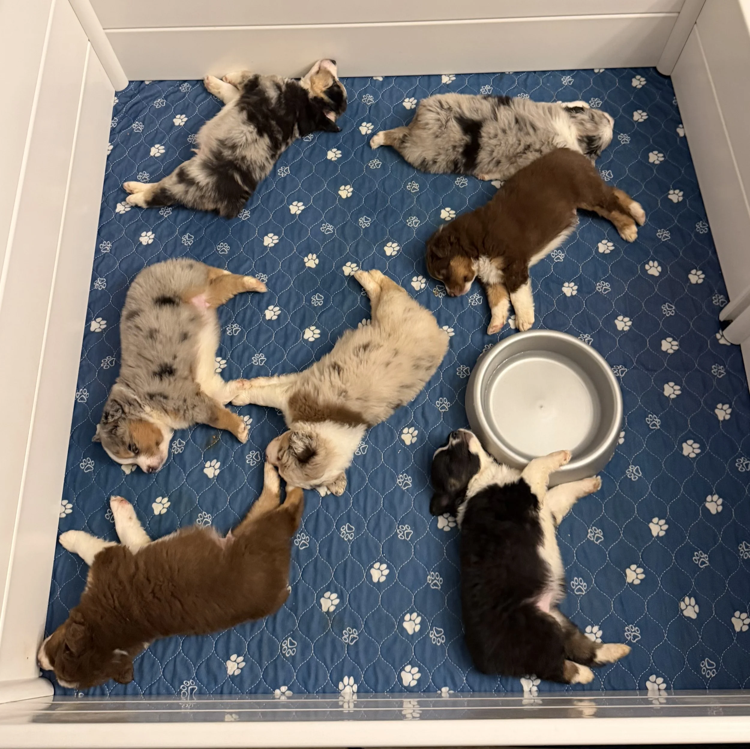 Food coma!