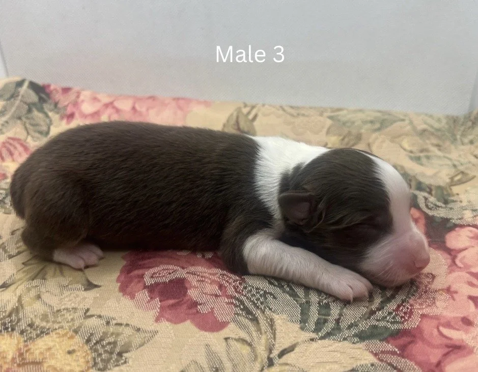 Blue Merle Female - 14.jpeg