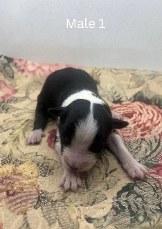 Blue Merle Female - 8.jpeg