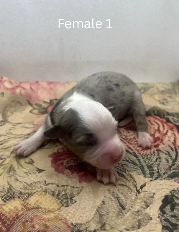 Blue Merle Female - 3.jpeg