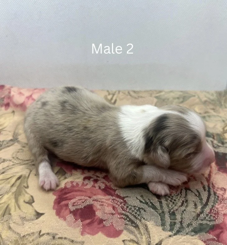 Blue Merle Female - 12.jpeg