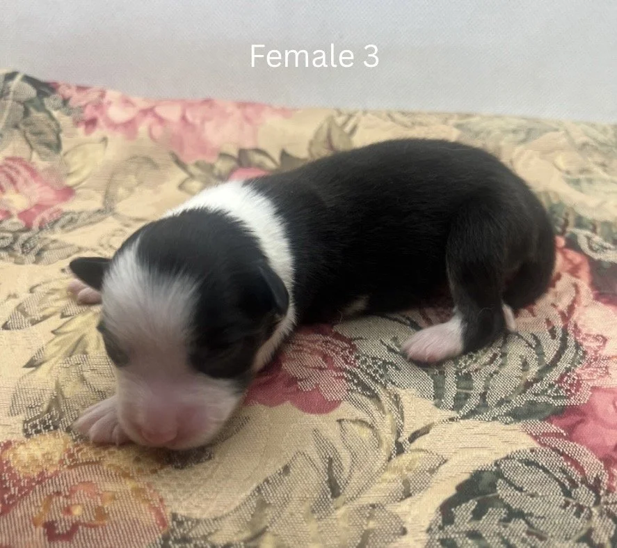 Blue Merle Female - 7.jpeg