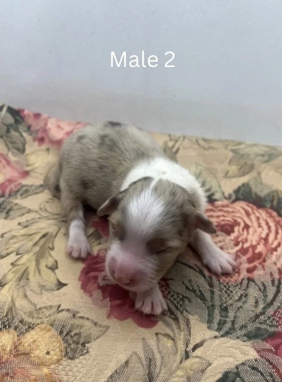 Blue Merle Female - 10.jpeg