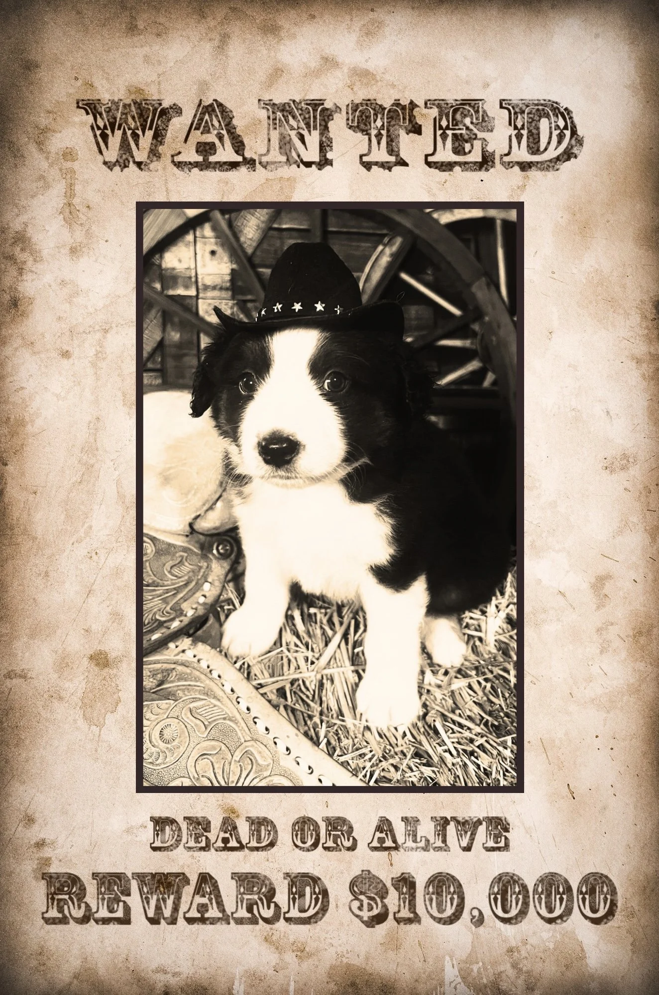WANTED - 3.jpeg