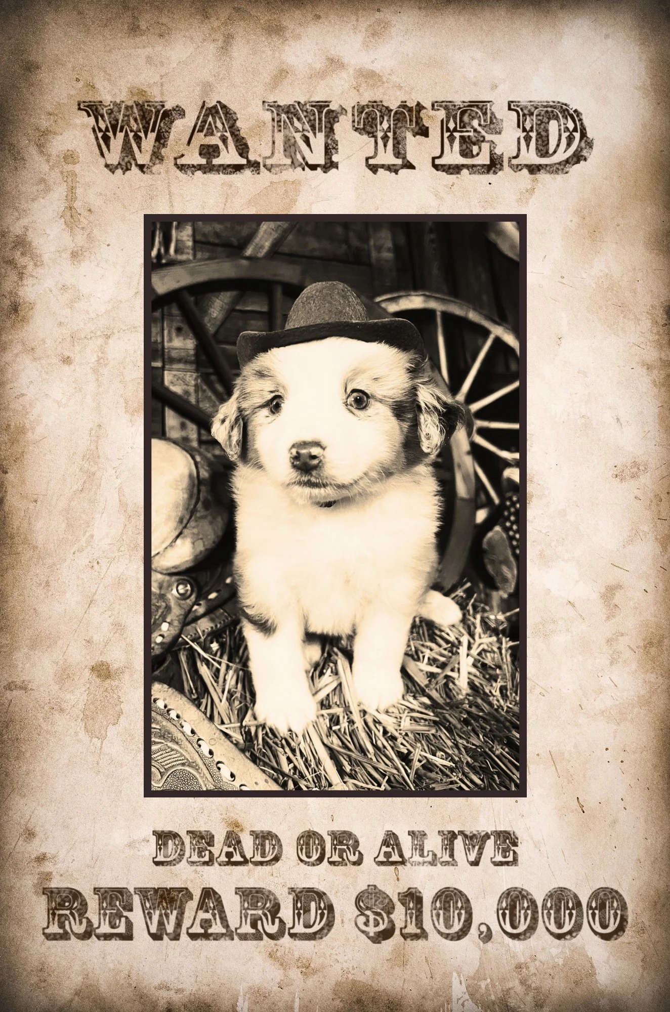 WANTED - 2.jpeg